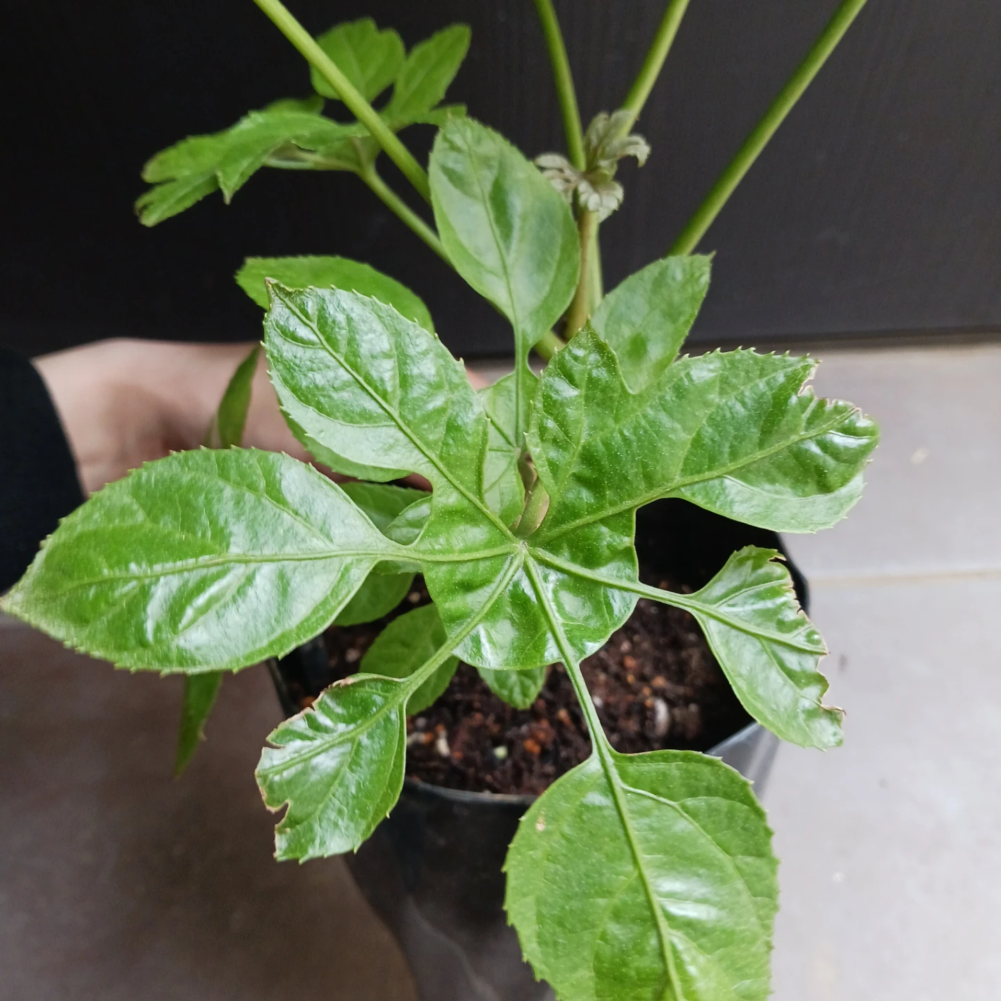 レア★18 トラベシア　5号　観葉植物　トレベシアの写真7枚目