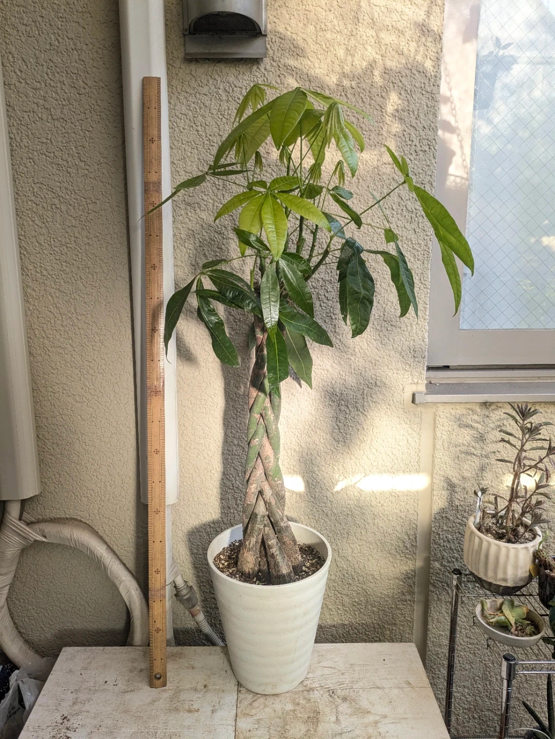 パキラ 編み込み 観葉植物 白鉢付き
