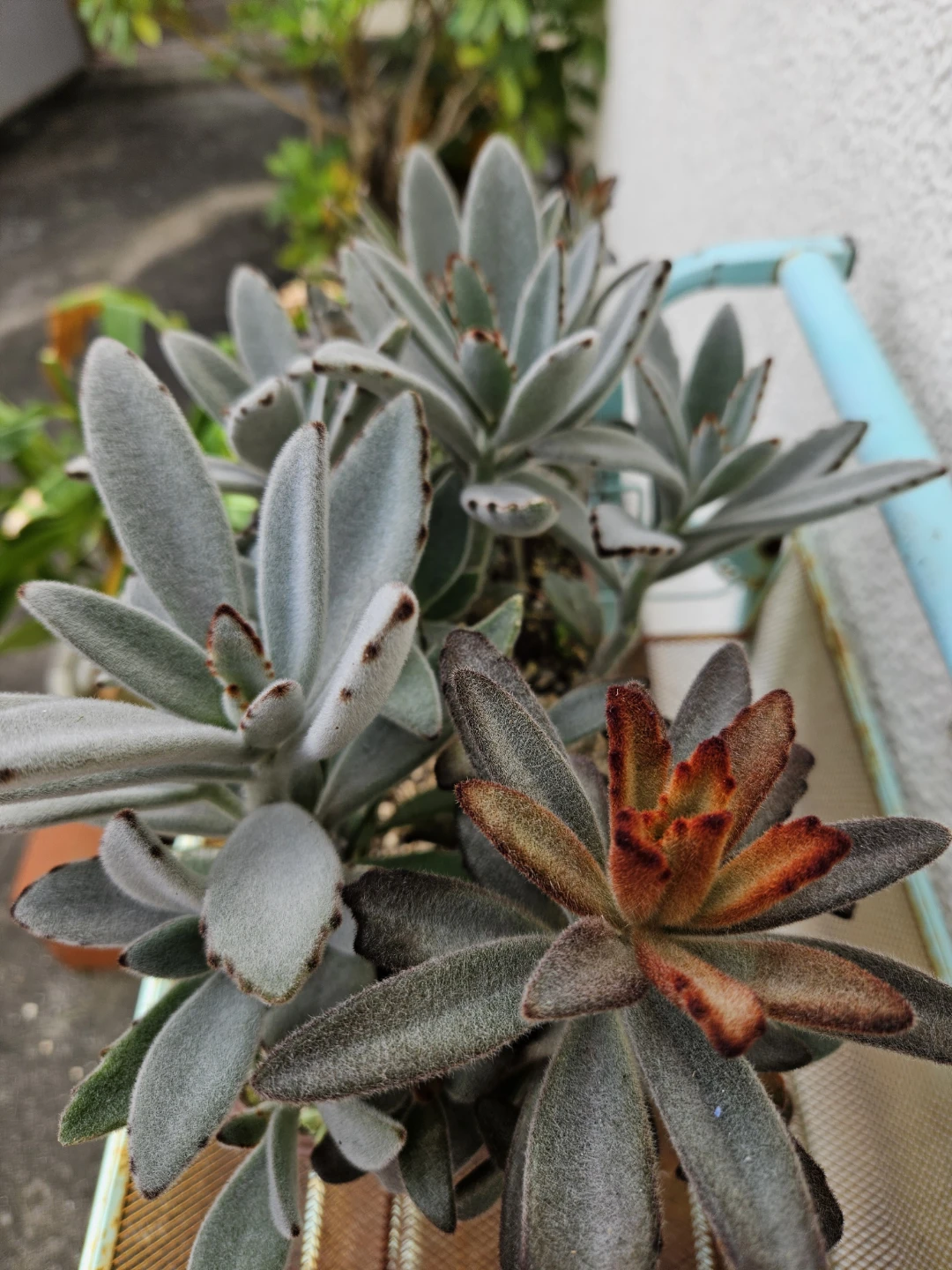 兎系　 寄せ植え  多肉植物