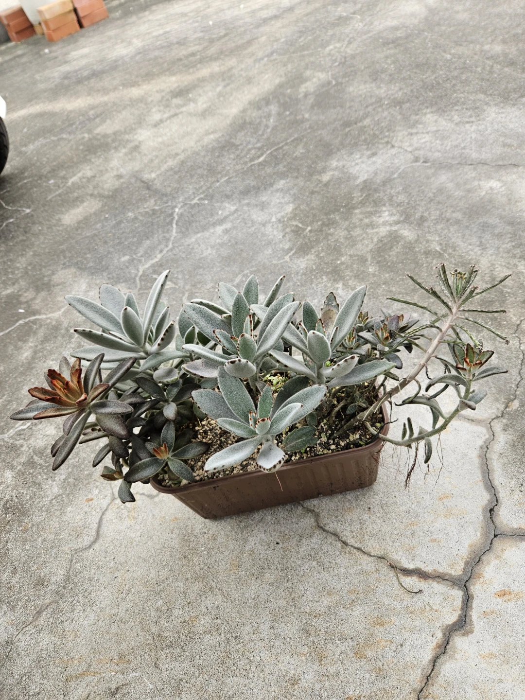 兎系　 寄せ植え  多肉植物の写真8枚目