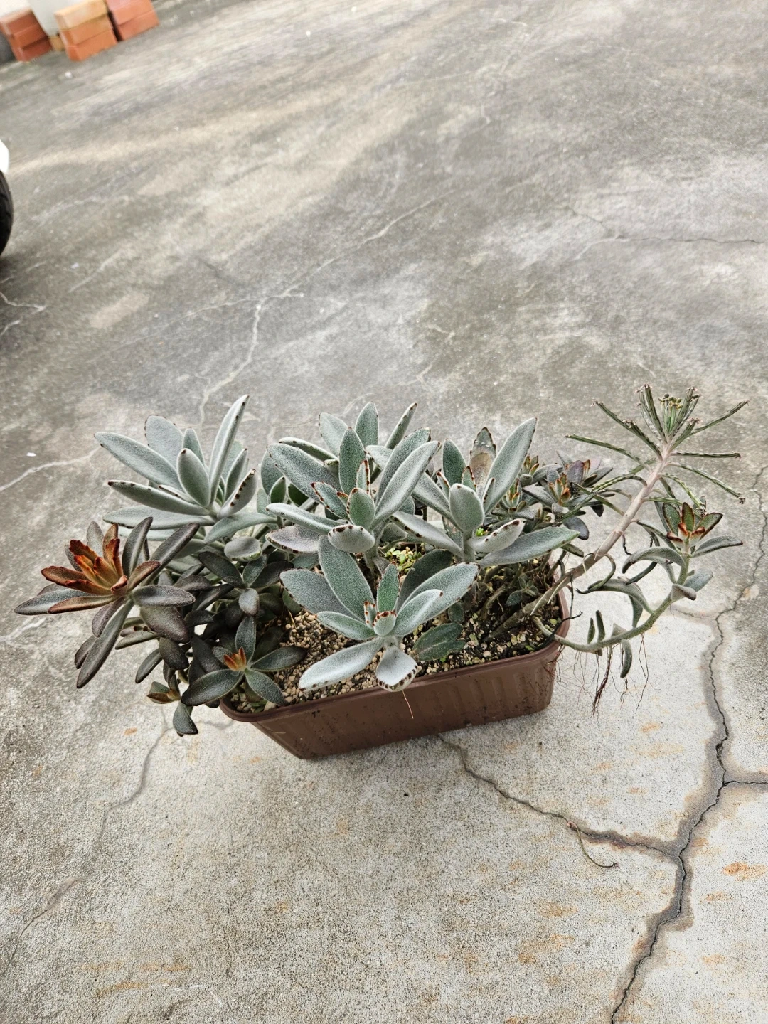 兎系 寄せ植え 多肉植物の写真8枚目
