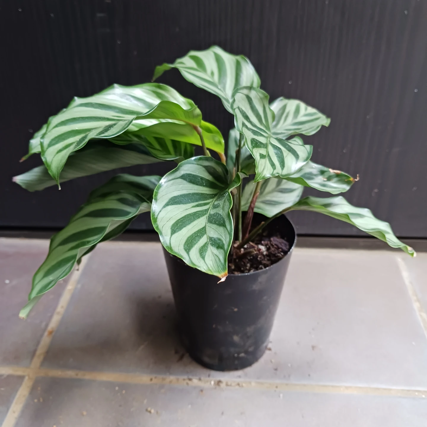 カラテア　フレディ　3号ロング　硬質ポット　観葉植物の写真5枚目