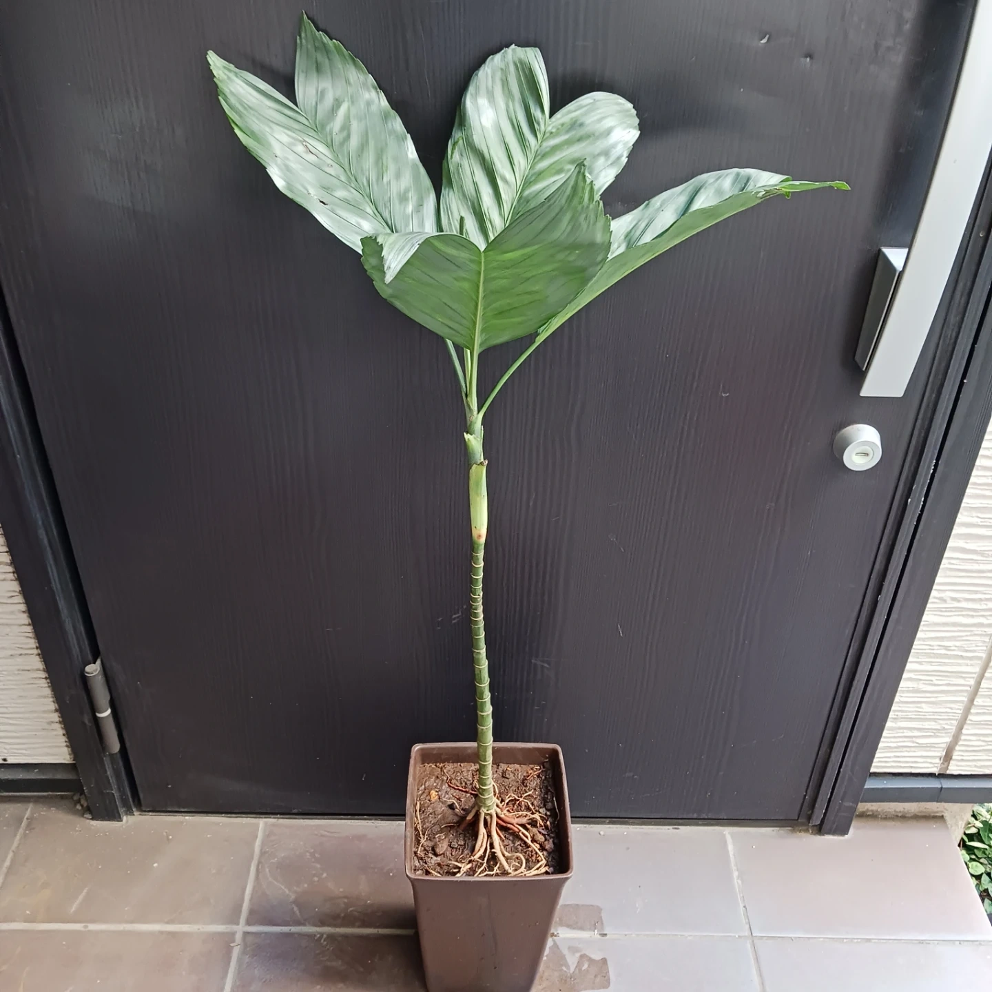 まとめ買い対象★レア★2 テネラ 7号相当 ヤシ 観葉植物の写真3枚目