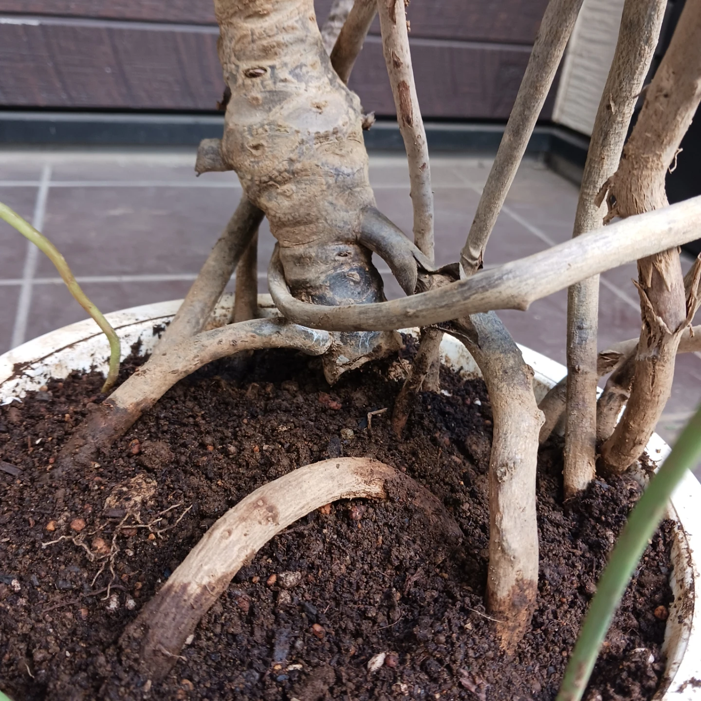 まとめ買い対象★9 クッカバラ 8号　幹上がり　幹立ち　個性的　観葉植物の写真9枚目