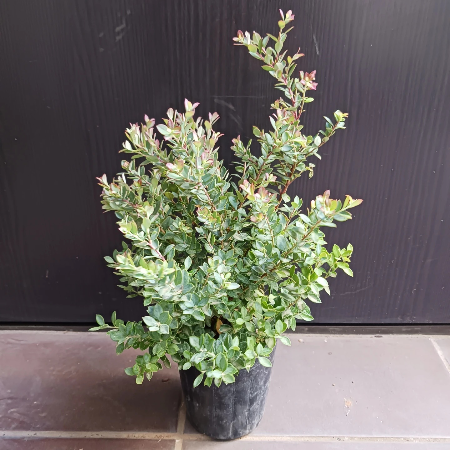 観賞用★常緑ブルーベリー　3.5号　インディゴブルーの写真2枚目