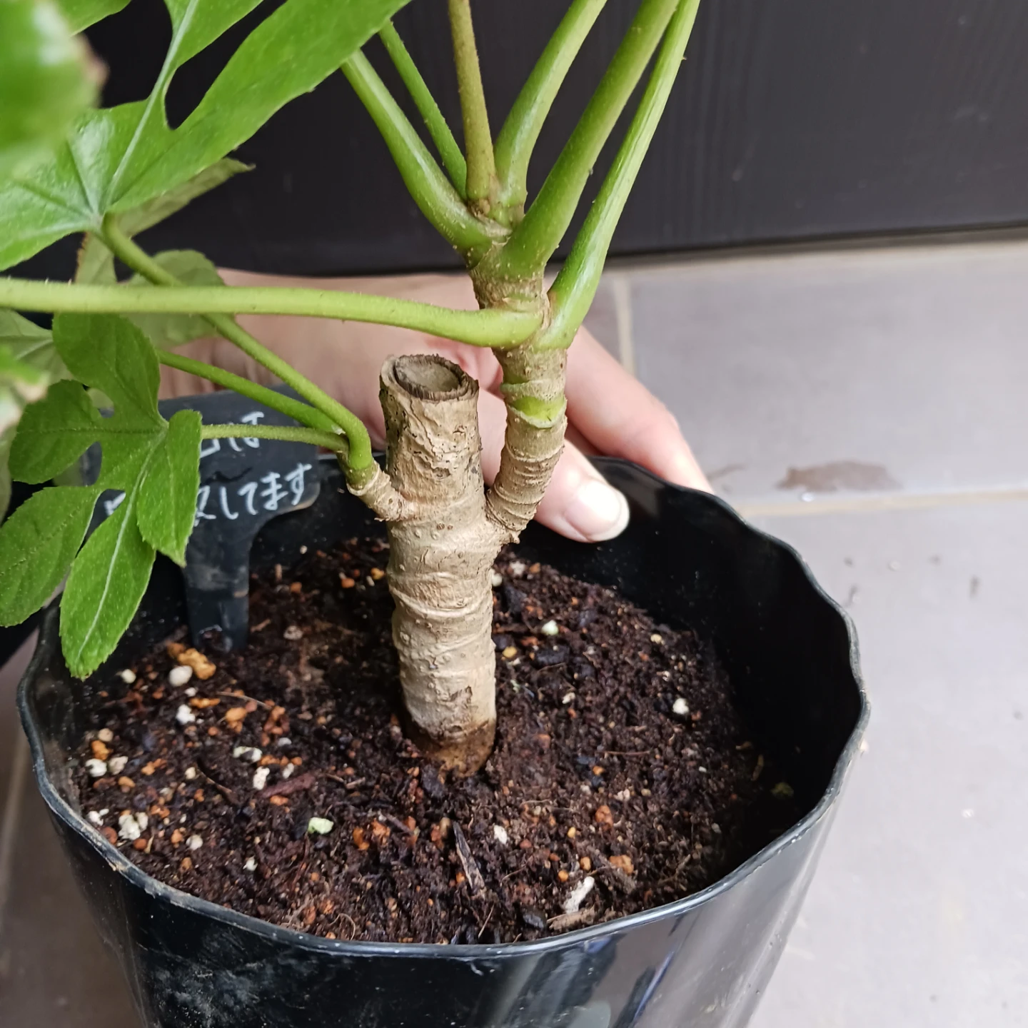 レア★18 トラベシア　5号　観葉植物　トレベシアの写真8枚目