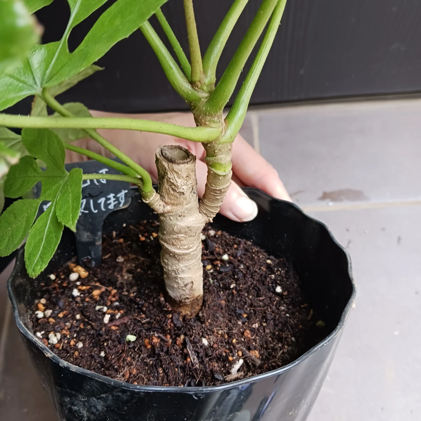 レア★18 トラベシア 5号 観葉植物 トレベシアの写真8枚目