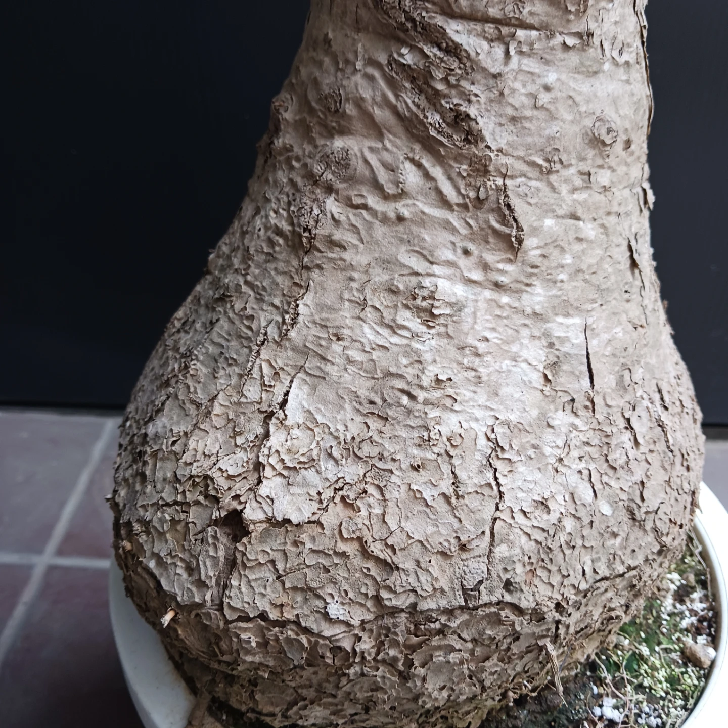迫力ある★ノリナ　8号　トックリラン　観葉植物の写真10枚目