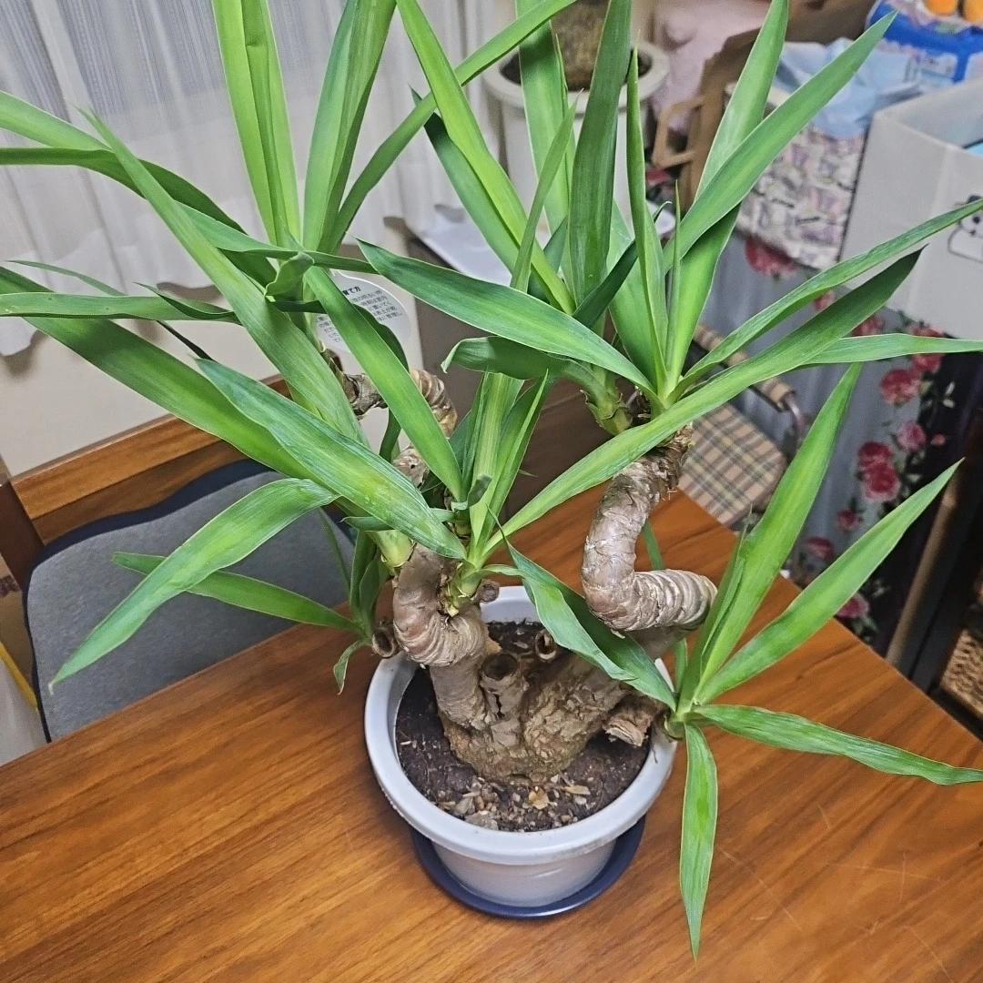 ◽観葉植物ユッカ◽空気清浄樹◽極太幹◽鉢付きの写真6枚目