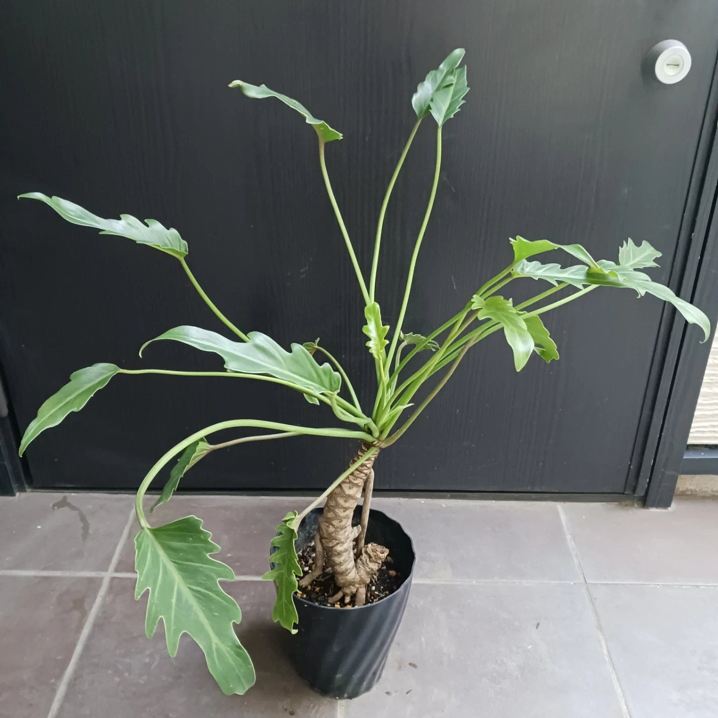 まとめ割り対象★クッカバラ 5号 幹立ち 観葉植物の写真2枚目