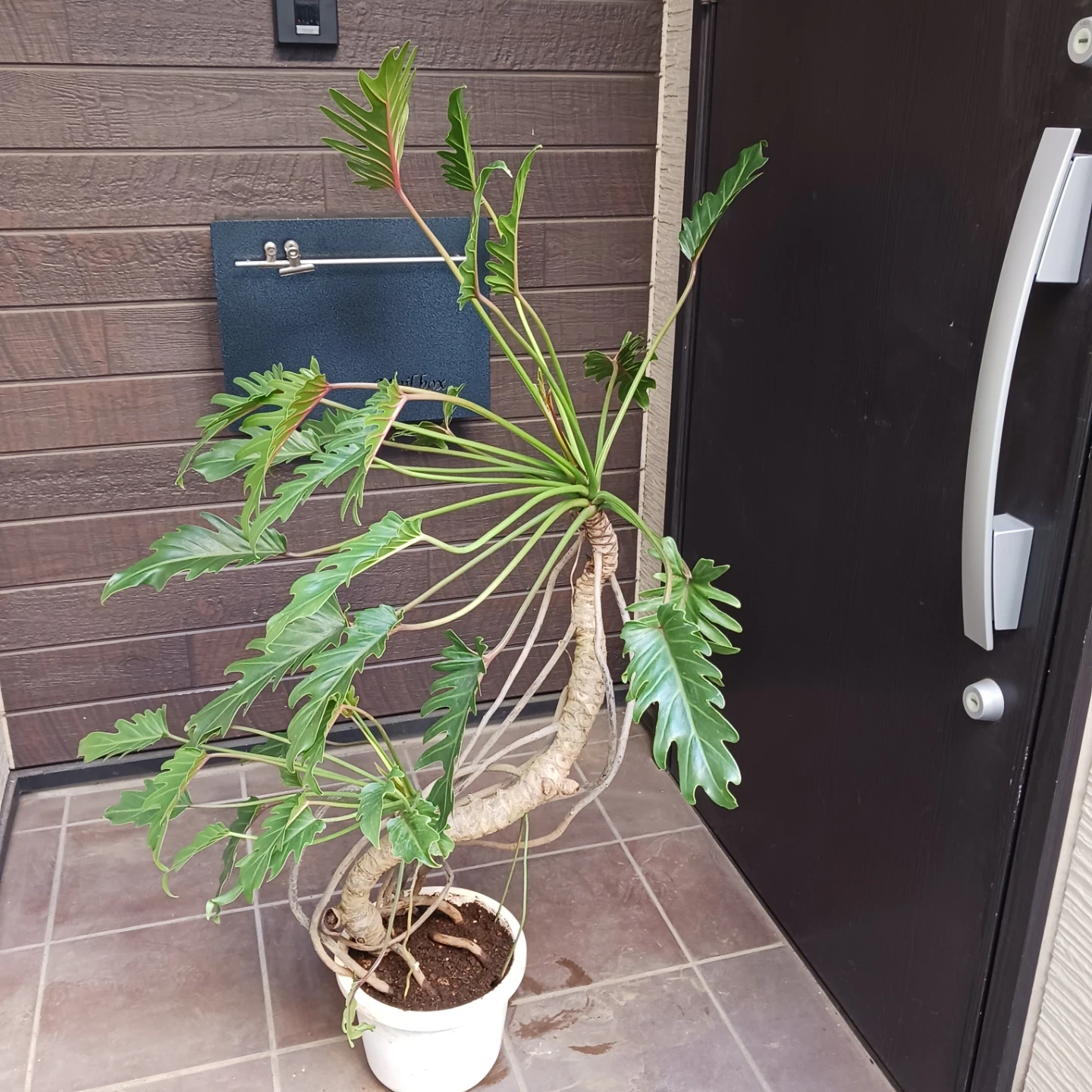 まとめ買い対象★9 クッカバラ 8号 幹上がり 幹立ち 個性的 観葉植物の写真2枚目