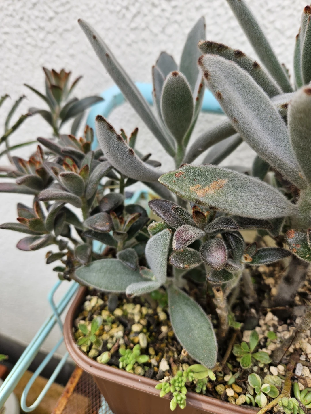 兎系　 寄せ植え  多肉植物の写真3枚目