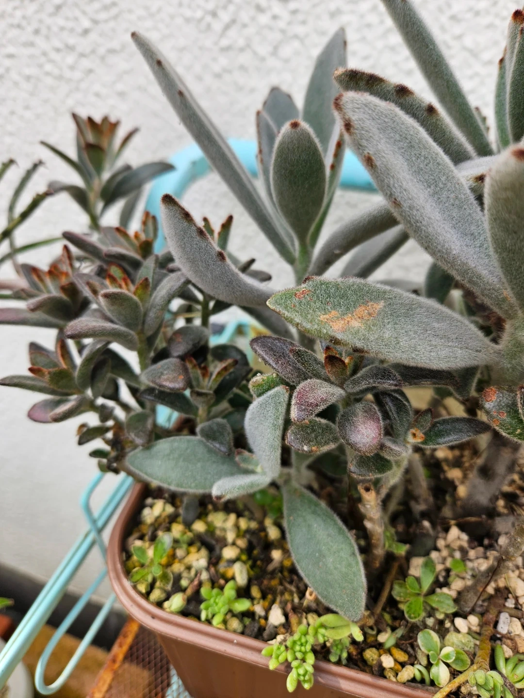 兎系 寄せ植え 多肉植物の写真3枚目