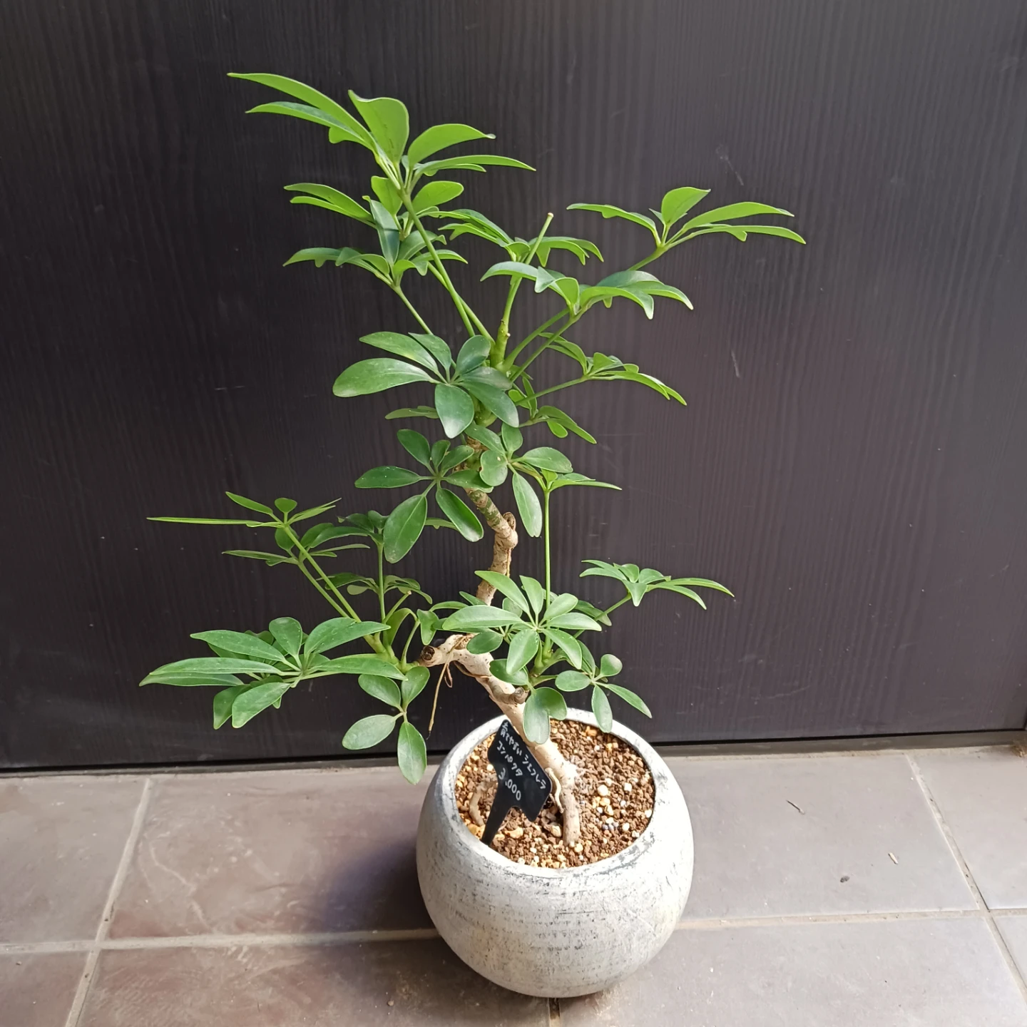 シェフレラコンパクタ　5号相当　観葉植物の写真4枚目