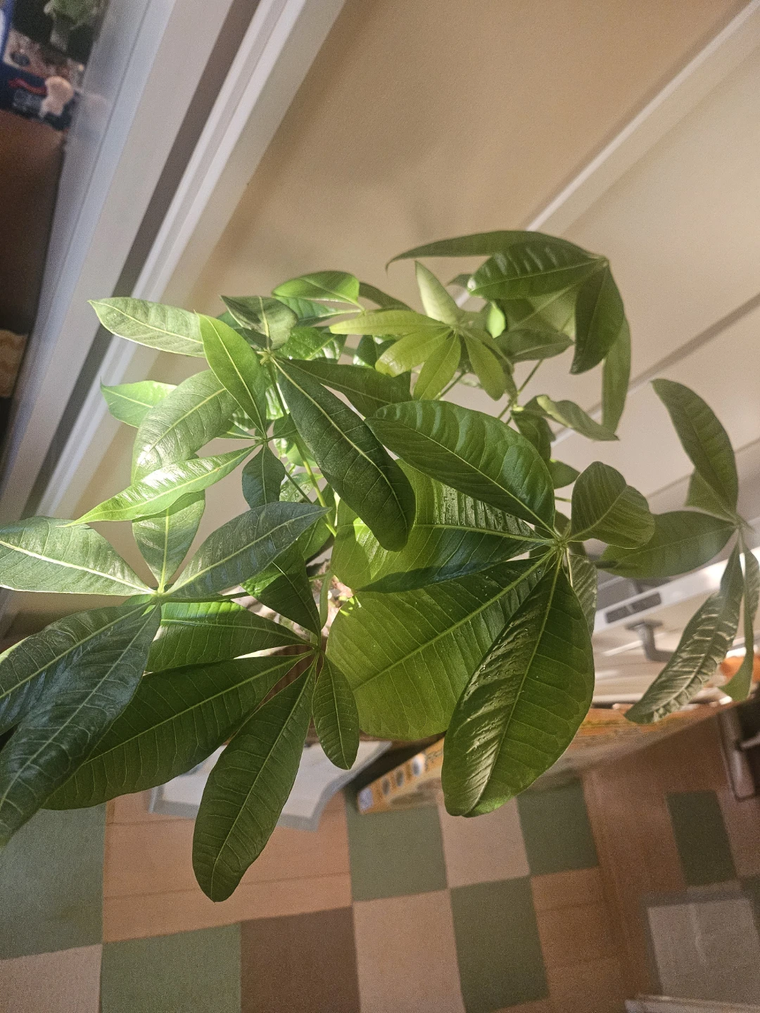 ◽大型パキラ◽編み込み◽観葉植物の写真10枚目