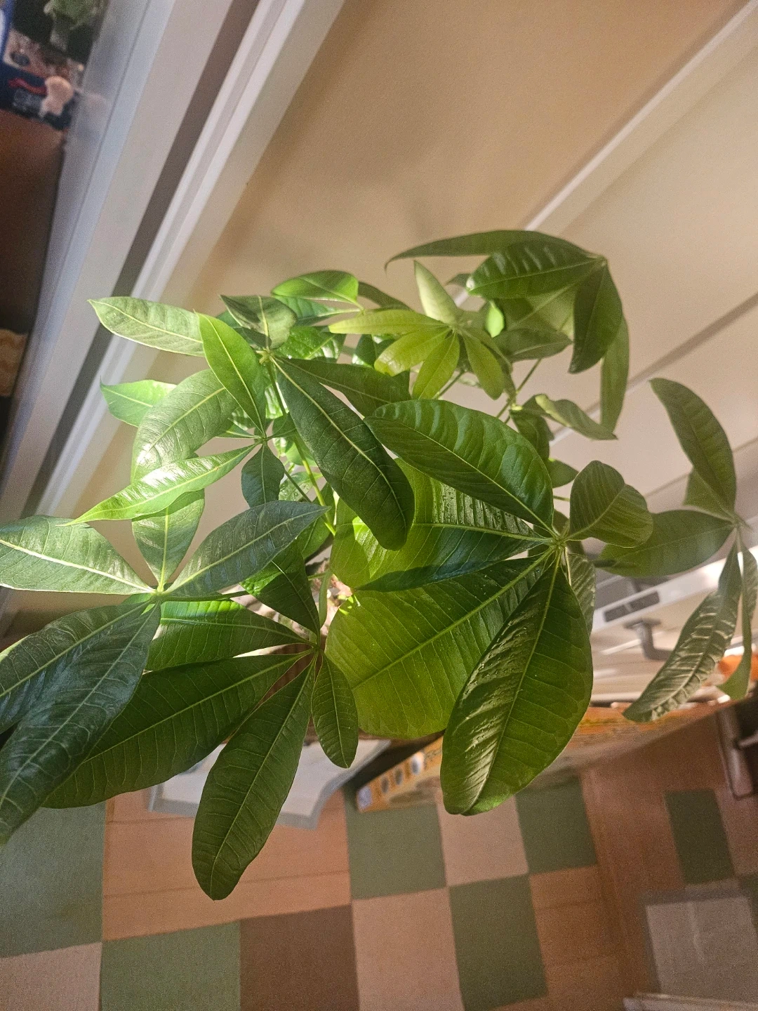 ◽大型パキラ◽編み込み◽観葉植物の写真10枚目