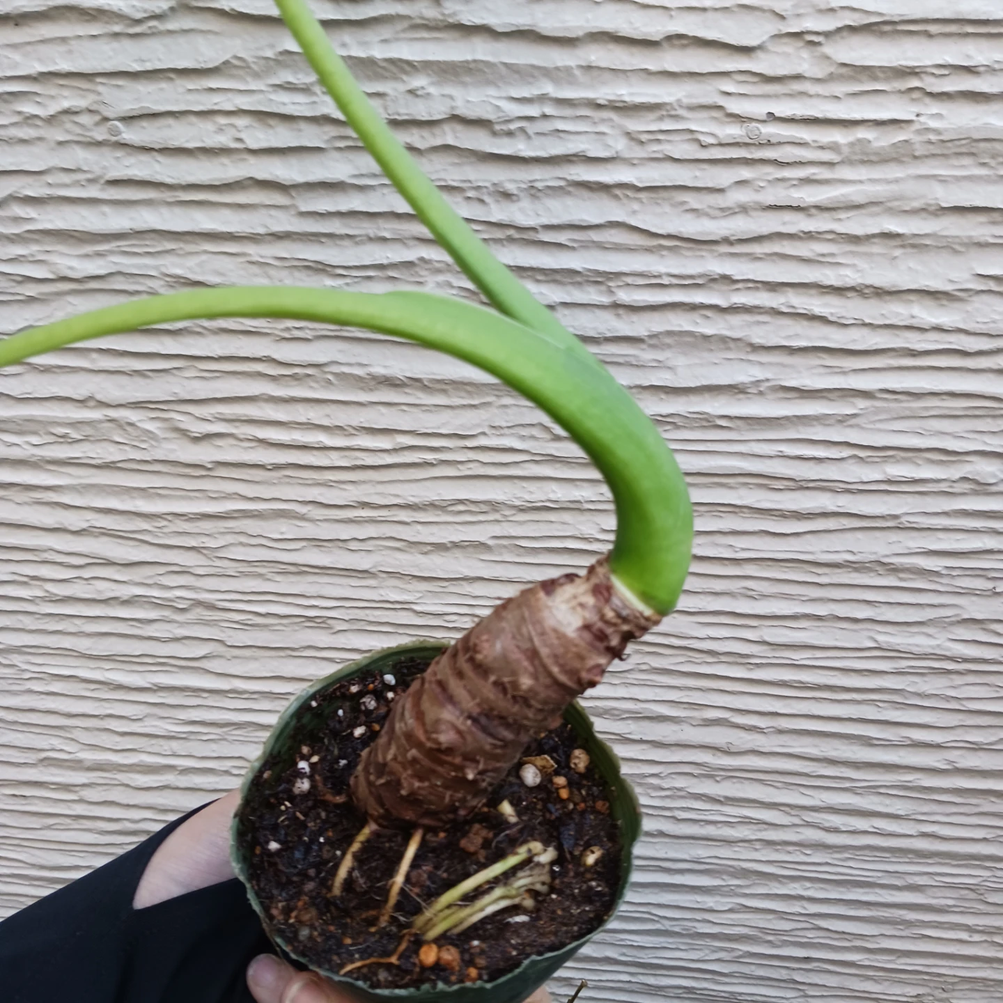 クワズイモ　アロカシア オドラ　3号　観葉植物の写真8枚目
