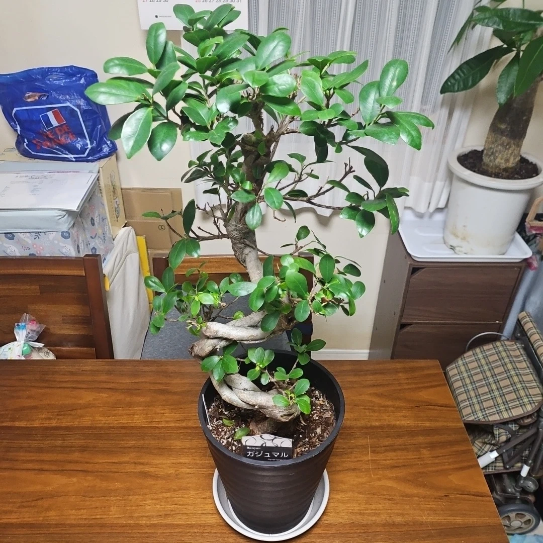 ◽大型ガジュマル◽昇り樹形◽観葉植物◽鉢植え
