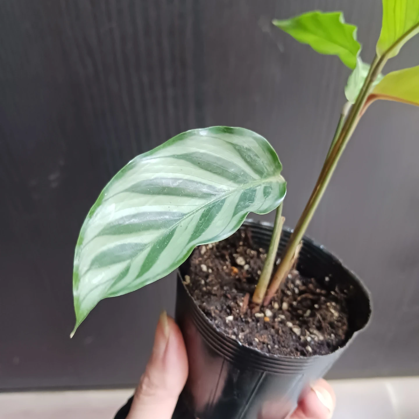 カラテア フレディ 2.5号ポット苗 観葉植物の写真8枚目