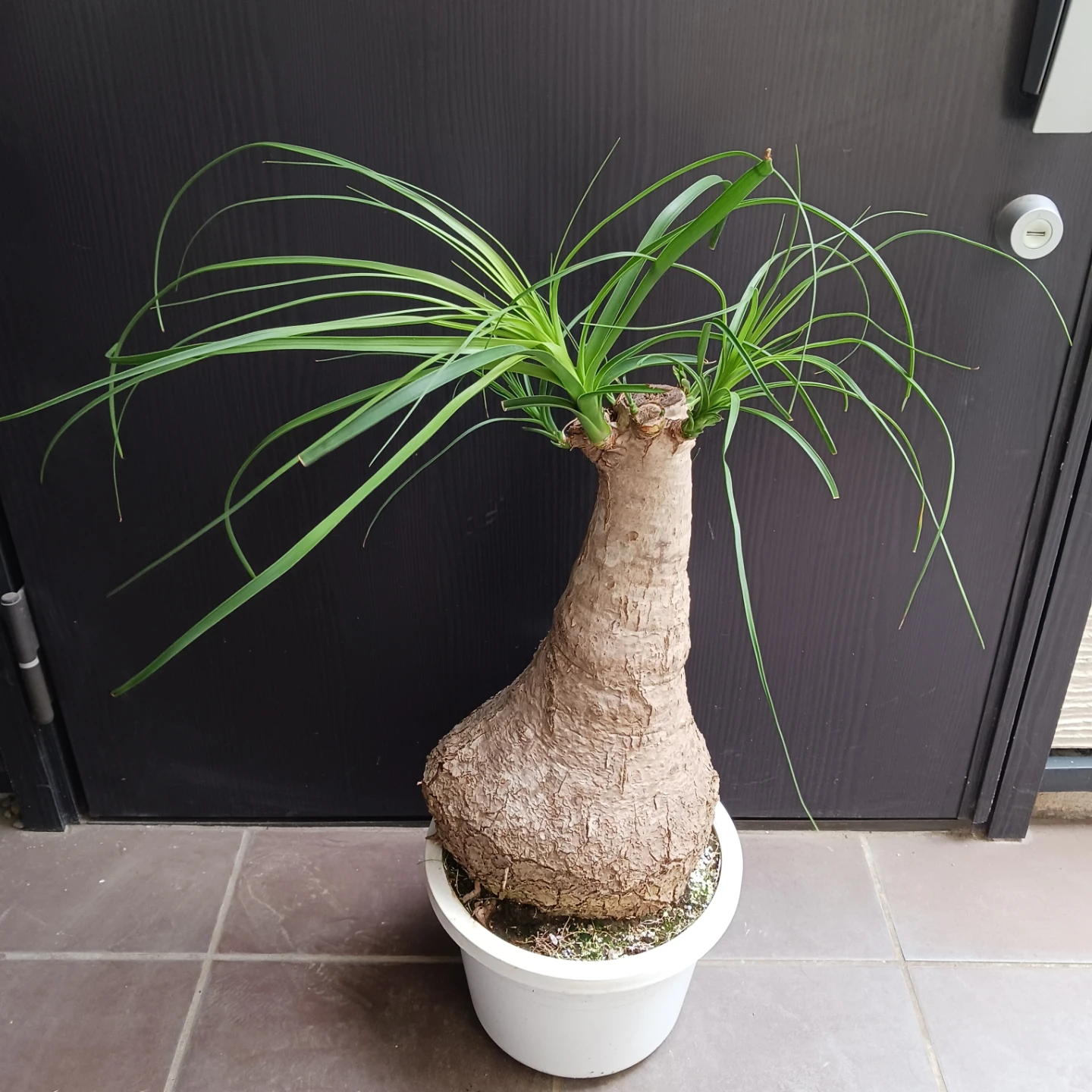 迫力ある★ノリナ　8号　トックリラン　観葉植物の写真3枚目