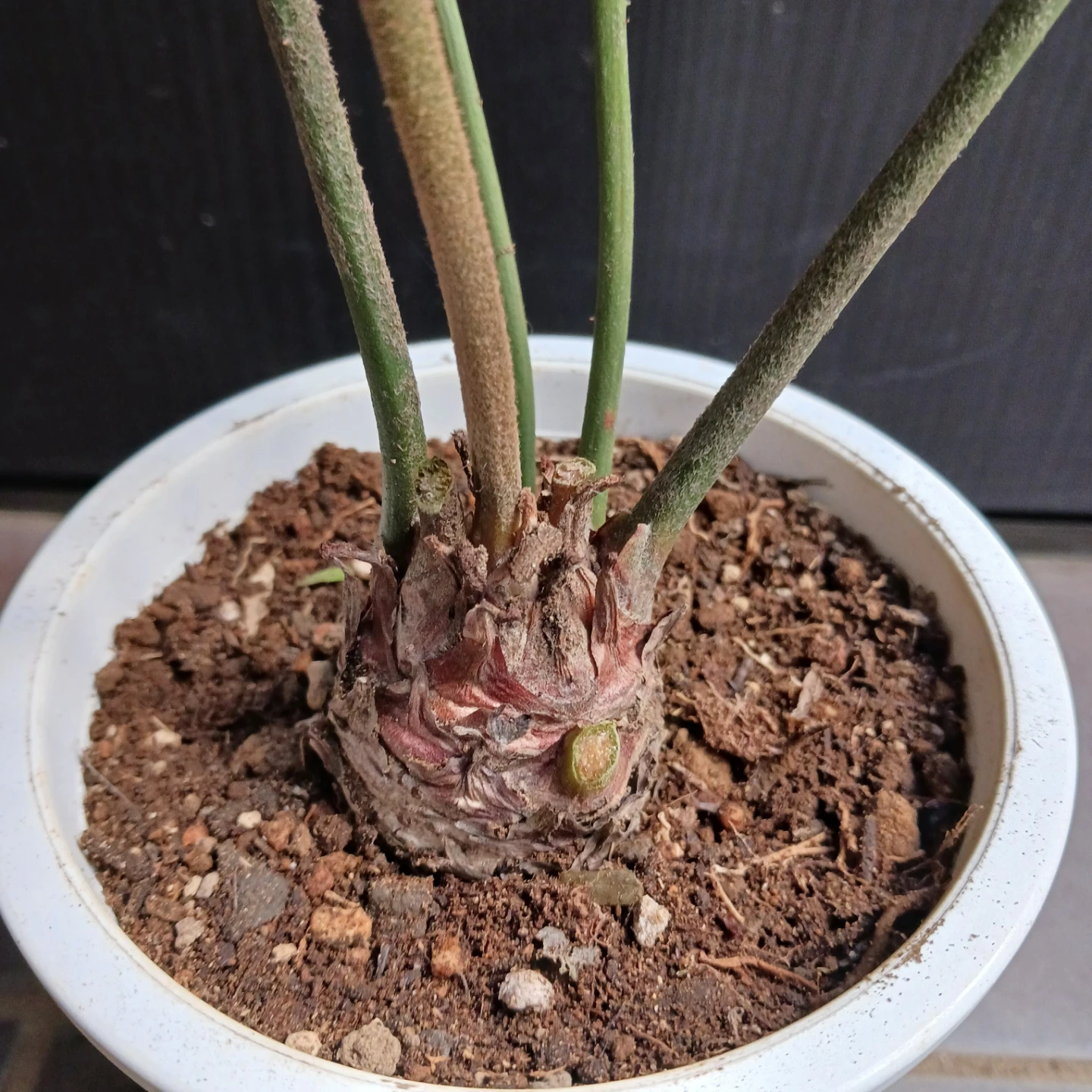 メキシコソテツ　ザミア　4号　観葉植物の写真9枚目