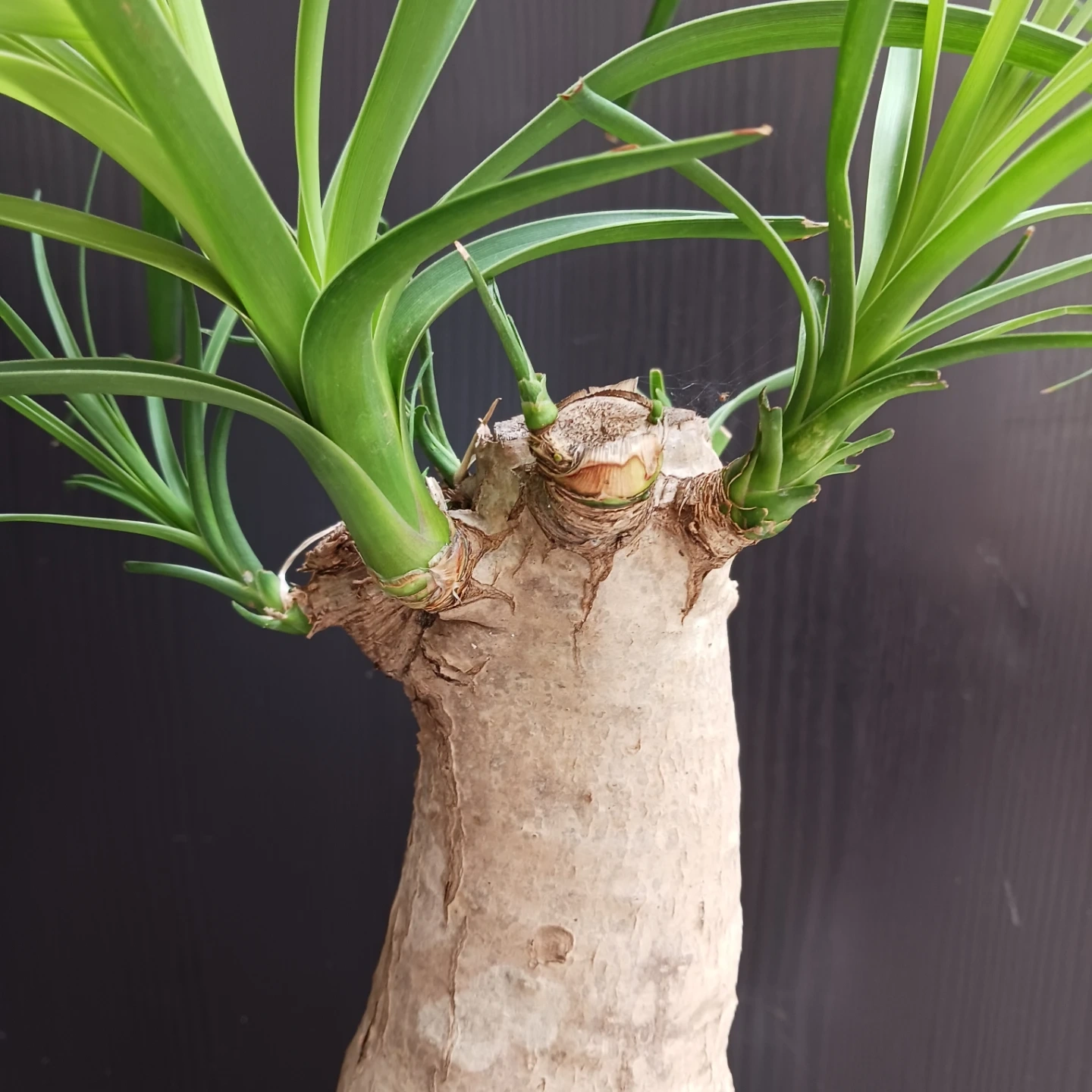 迫力ある★ノリナ 8号 トックリラン 観葉植物の写真6枚目