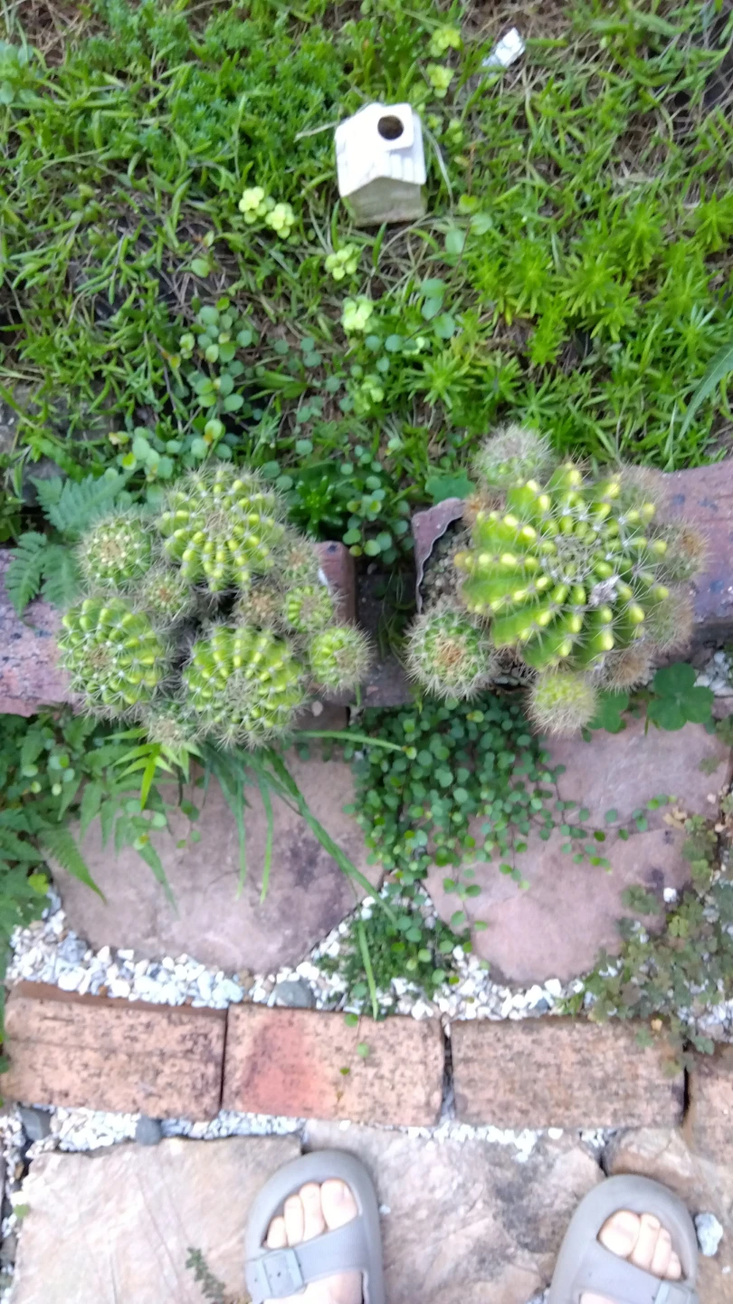 観葉植物  サボテン 赤缶白缶の写真2枚目