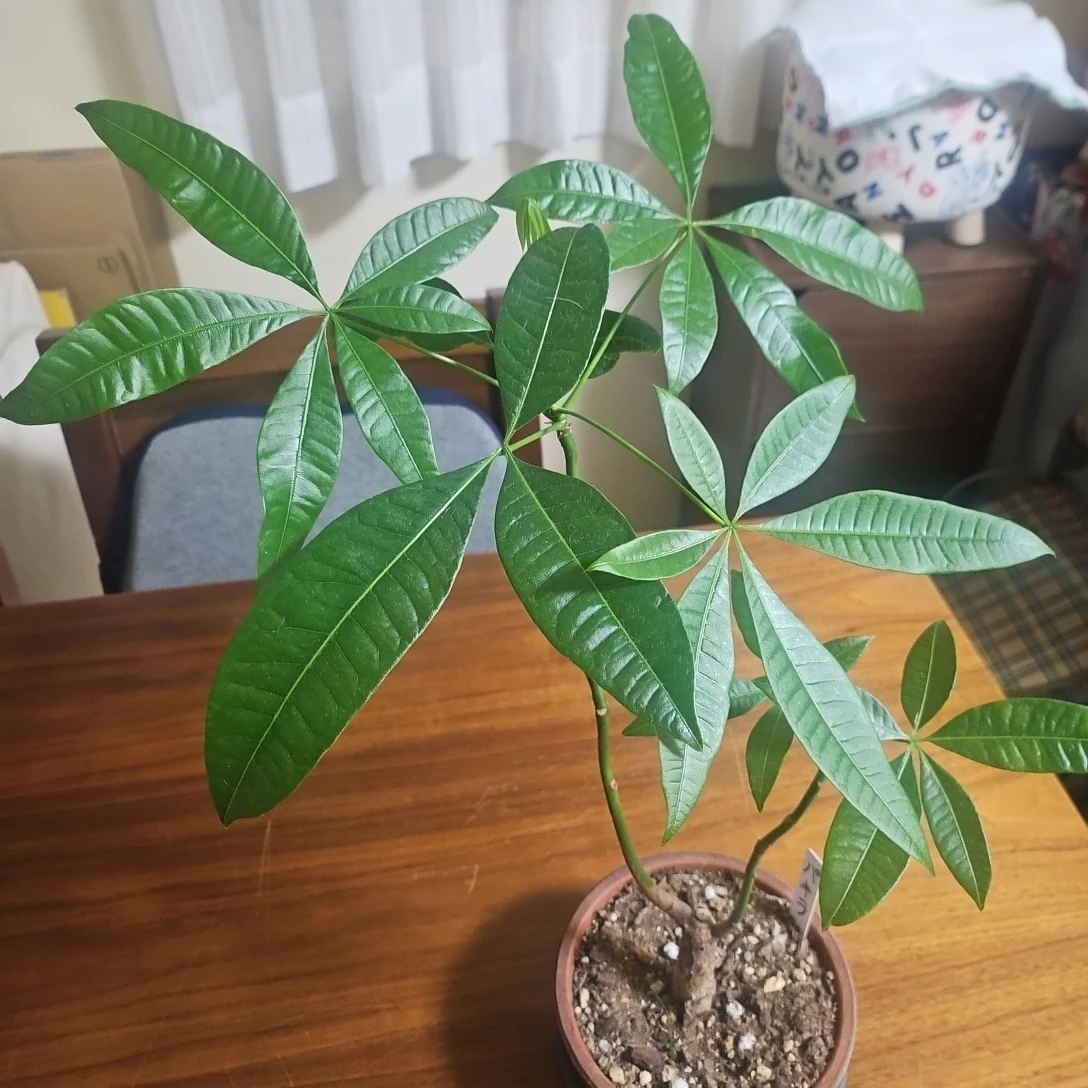 ◽パキラ◽観葉植物◽鉢植えの写真4枚目