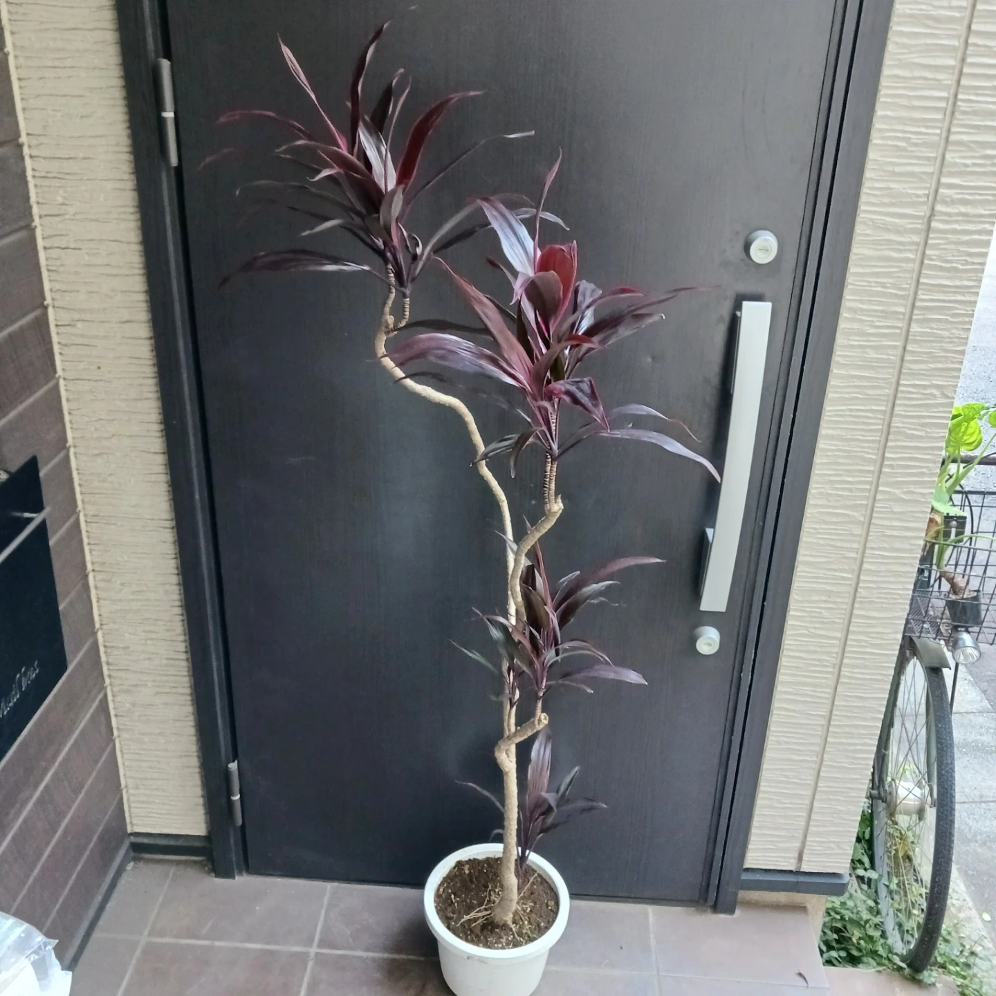 まとめ割り対象★コルジリネ アイチアカ 8号 観葉植物の写真4枚目