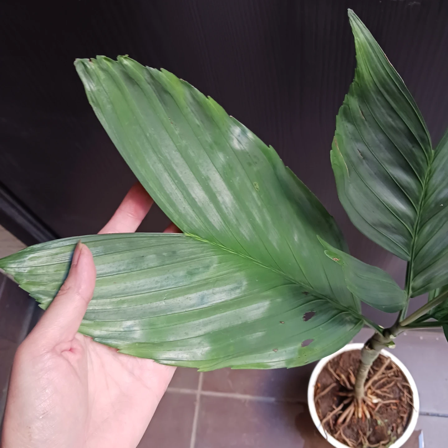 まとめ買い対象★レア★3 テネラ 根上がり 6号 ヤシ 観葉植物の写真6枚目
