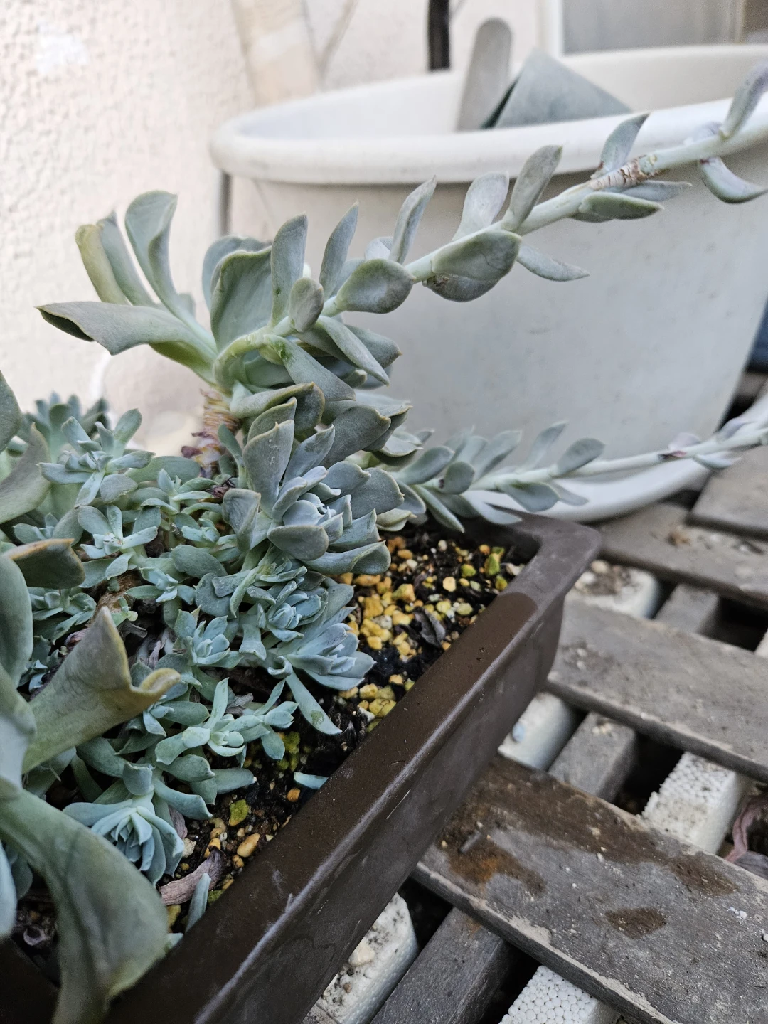 多肉植物　ドップラーの写真4枚目