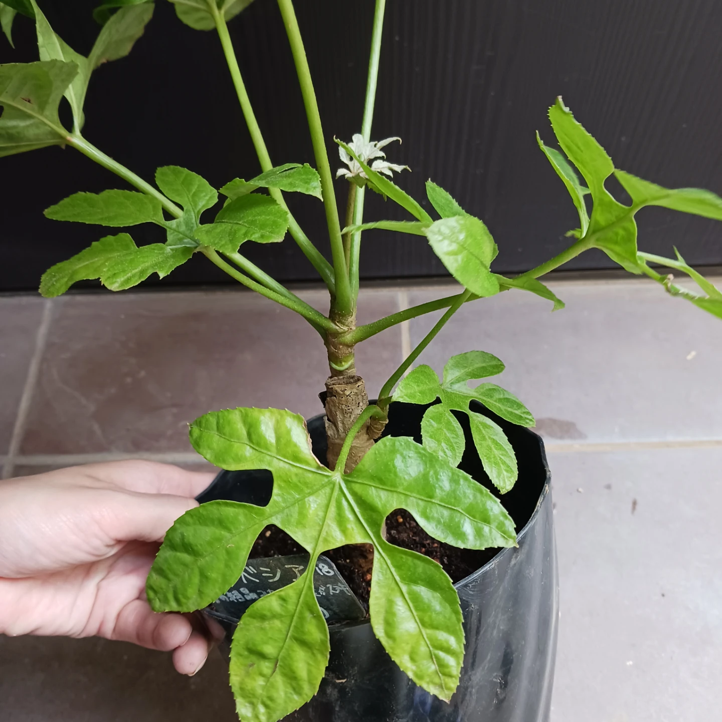 レア★18 トラベシア　5号　観葉植物　トレベシアの写真6枚目