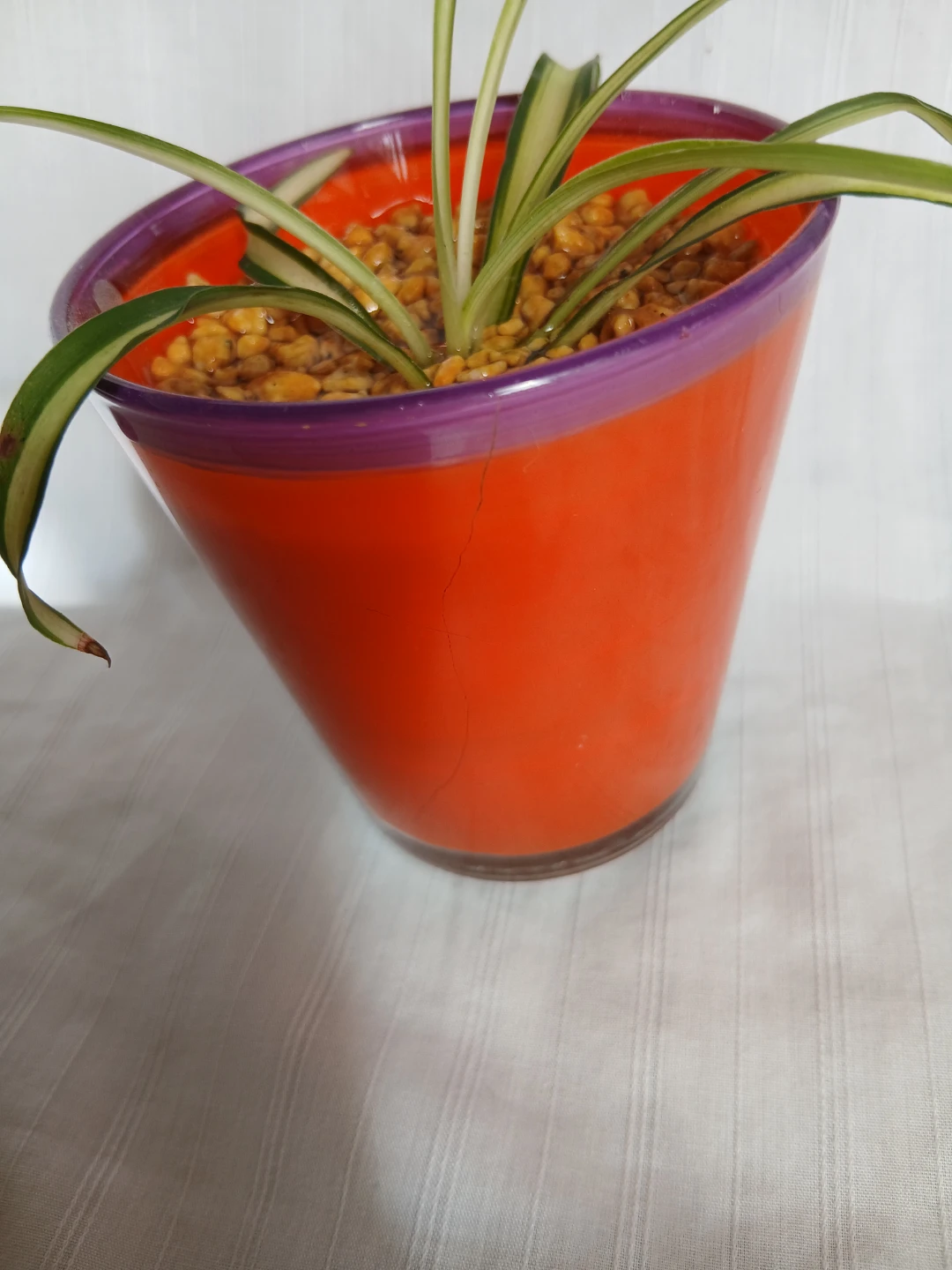 オリヅルラン 観葉植物②の写真4枚目