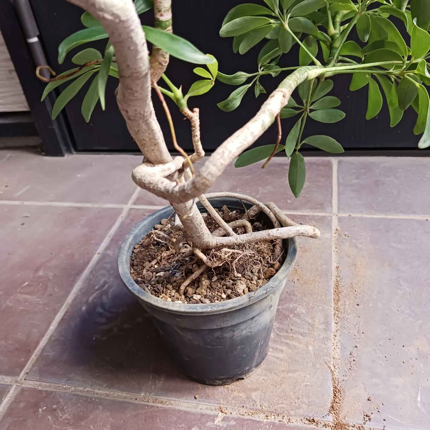 13 シェフレラ コンパクタ 5号 観葉植物 クイーン ホンコンの写真8枚目