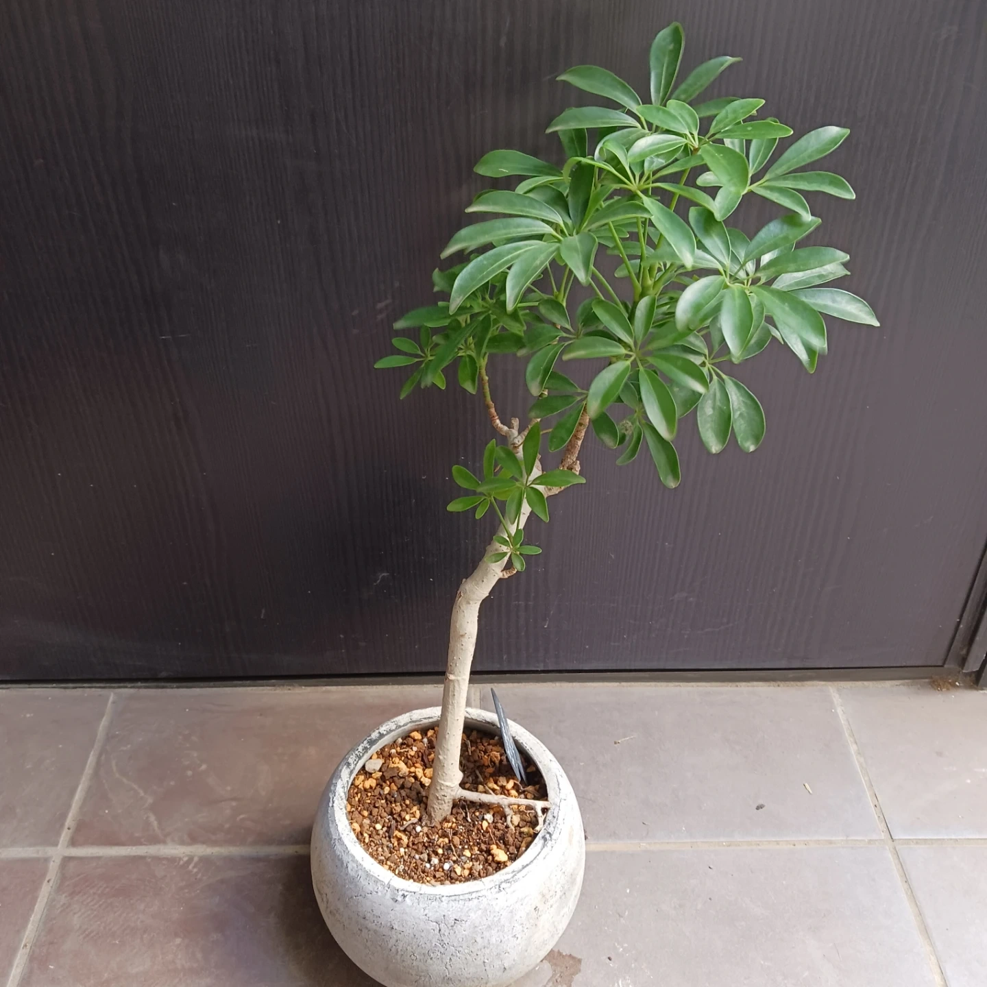 シェフレラコンパクタ 5号相当 観葉植物の写真2枚目