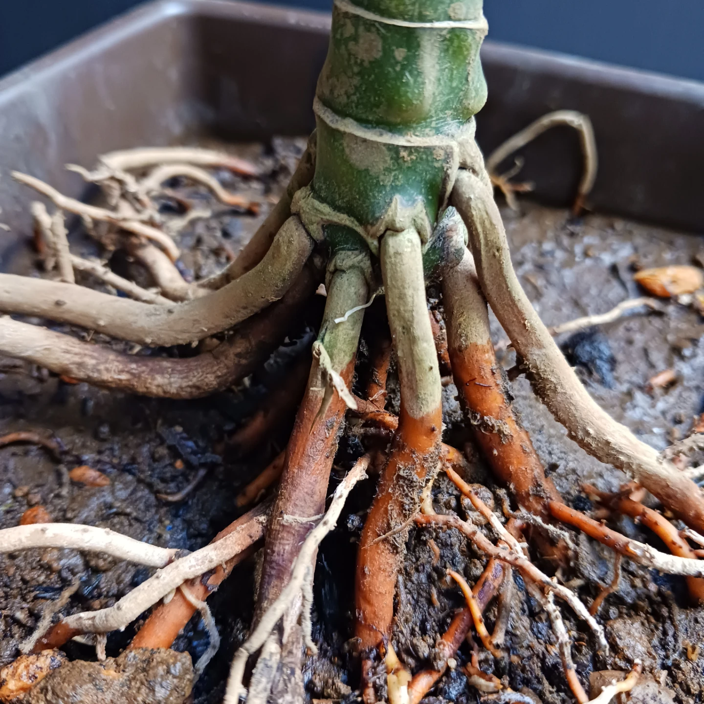 まとめ買い対象★レア★2 テネラ　7号相当　ヤシ　観葉植物の写真9枚目