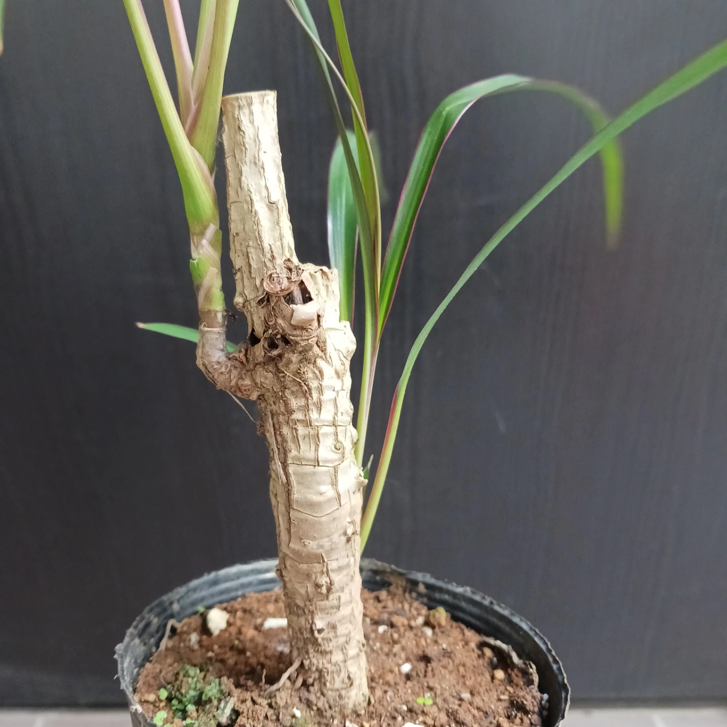 希少★1 コルジリネ　3.5号　観葉植物の写真6枚目