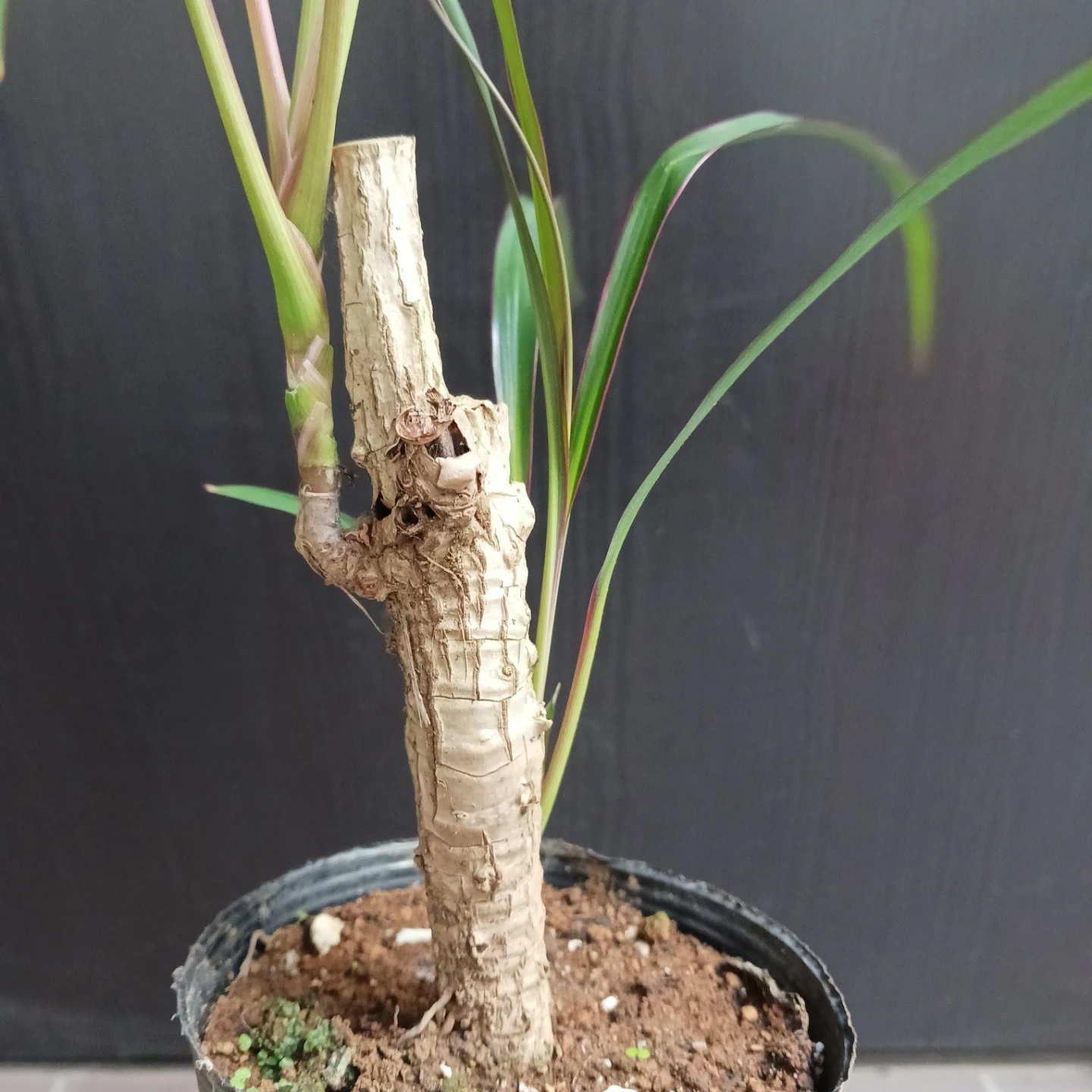 希少★1 コルジリネ 3.5号 観葉植物の写真6枚目