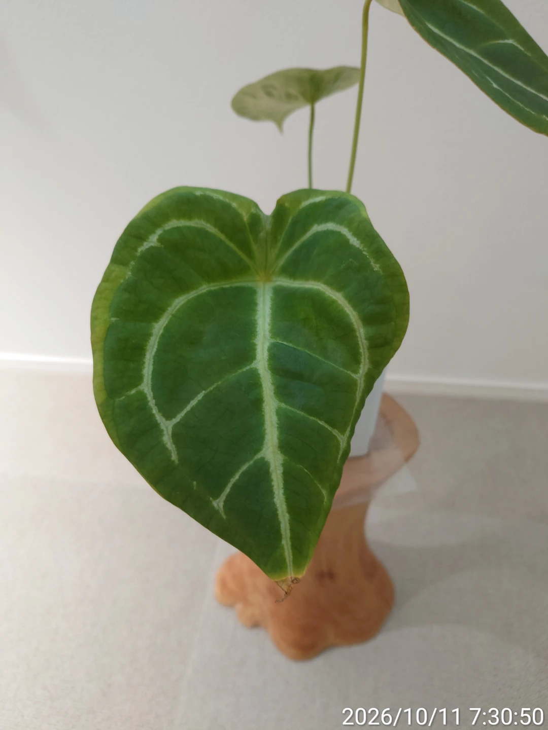 アンスリウム フォルゲッティ  観葉植物 白鉢の写真3枚目