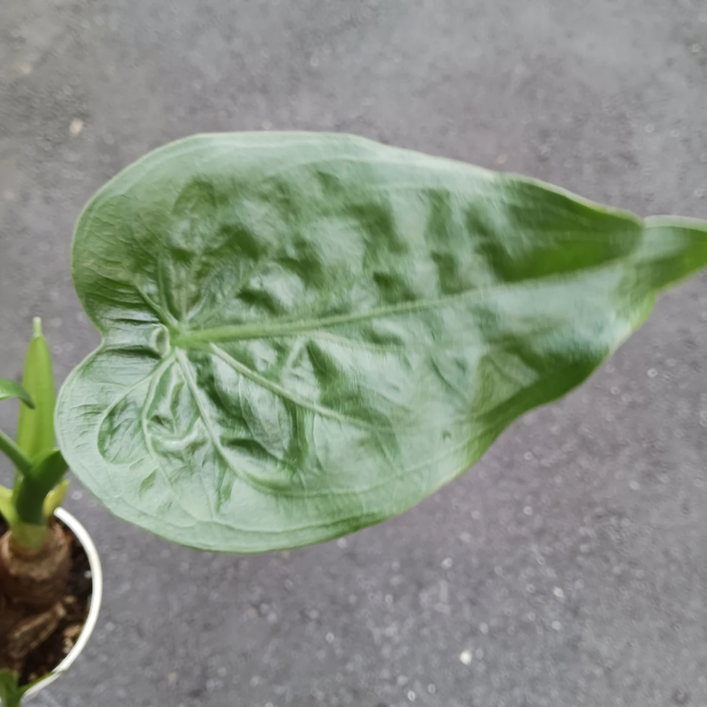 クワズイモ 4号 観葉植物 アロカシア オドラの写真9枚目