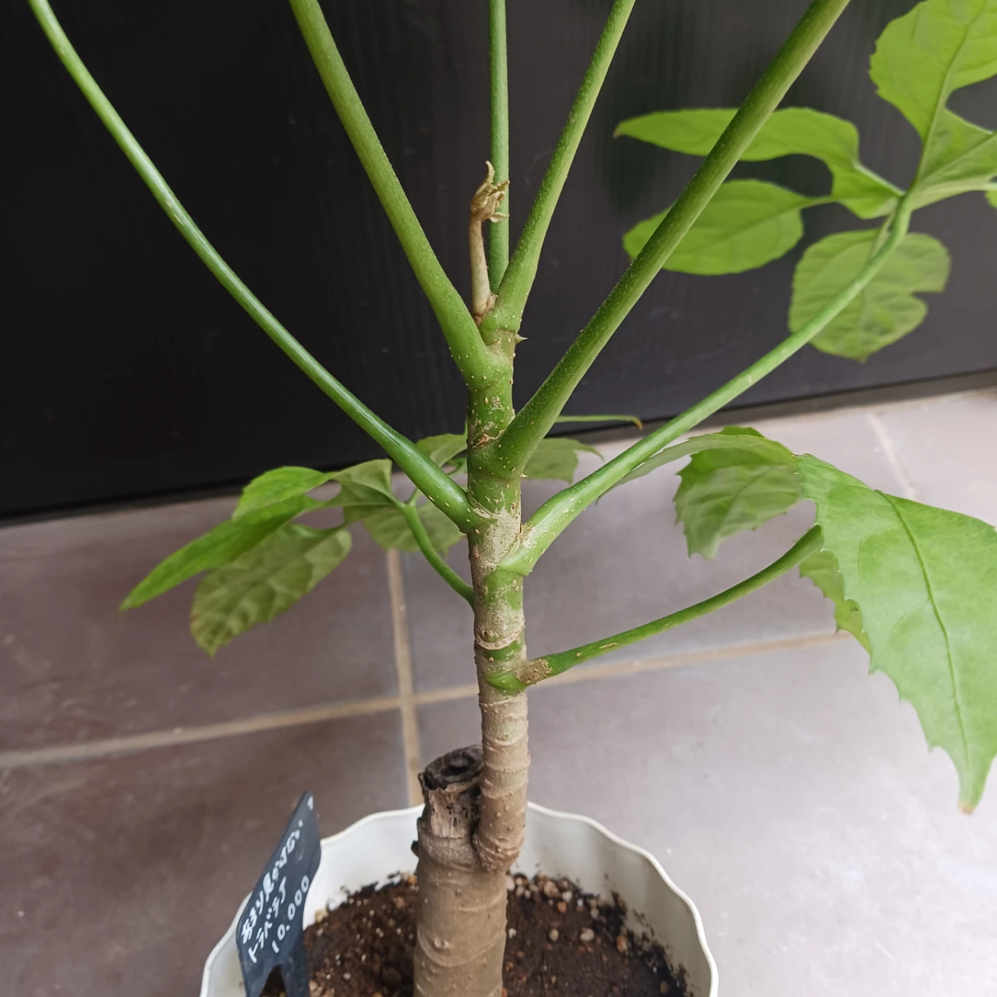 まとめ買い対象★希少植物★7 トラベシア　パルマータ　5号　観葉植物　レアの写真9枚目