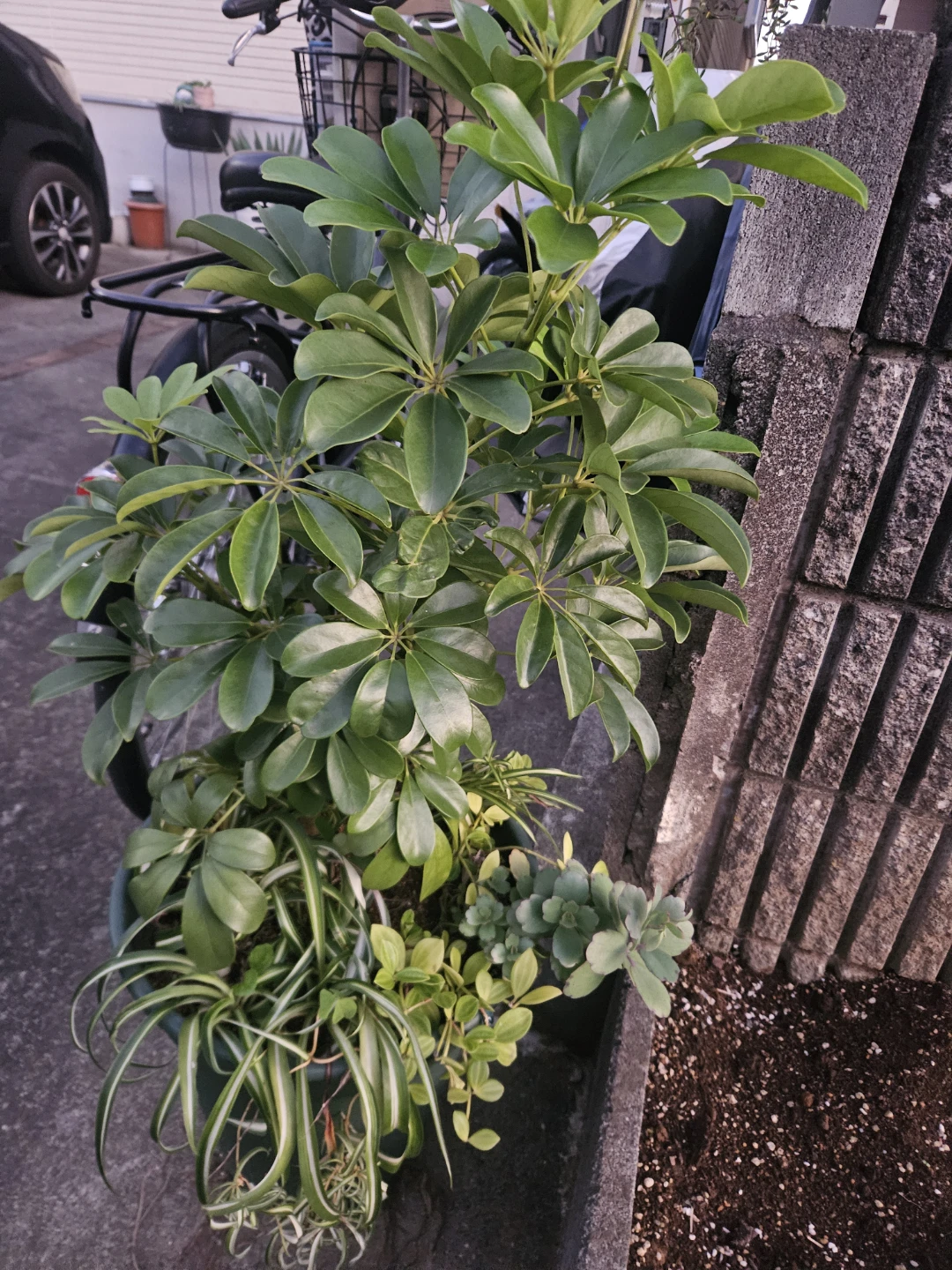 シェフレラ 観葉植物 寄せ植え
