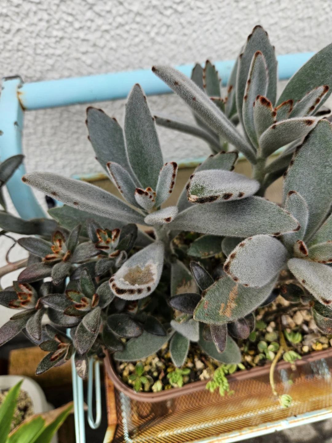 兎系　 寄せ植え  多肉植物の写真5枚目