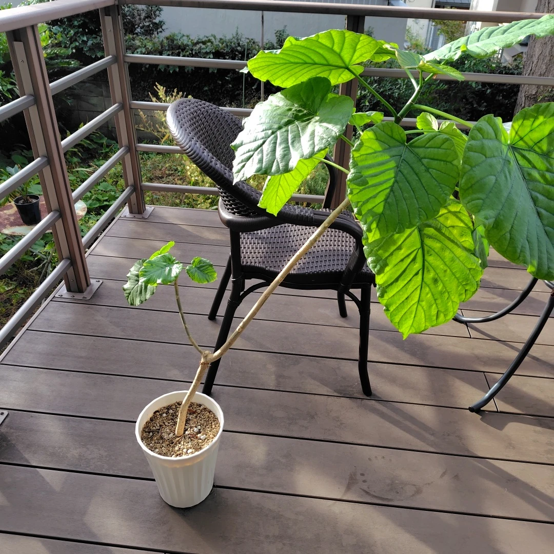 ウンベラータ 観葉植物 白鉢付き