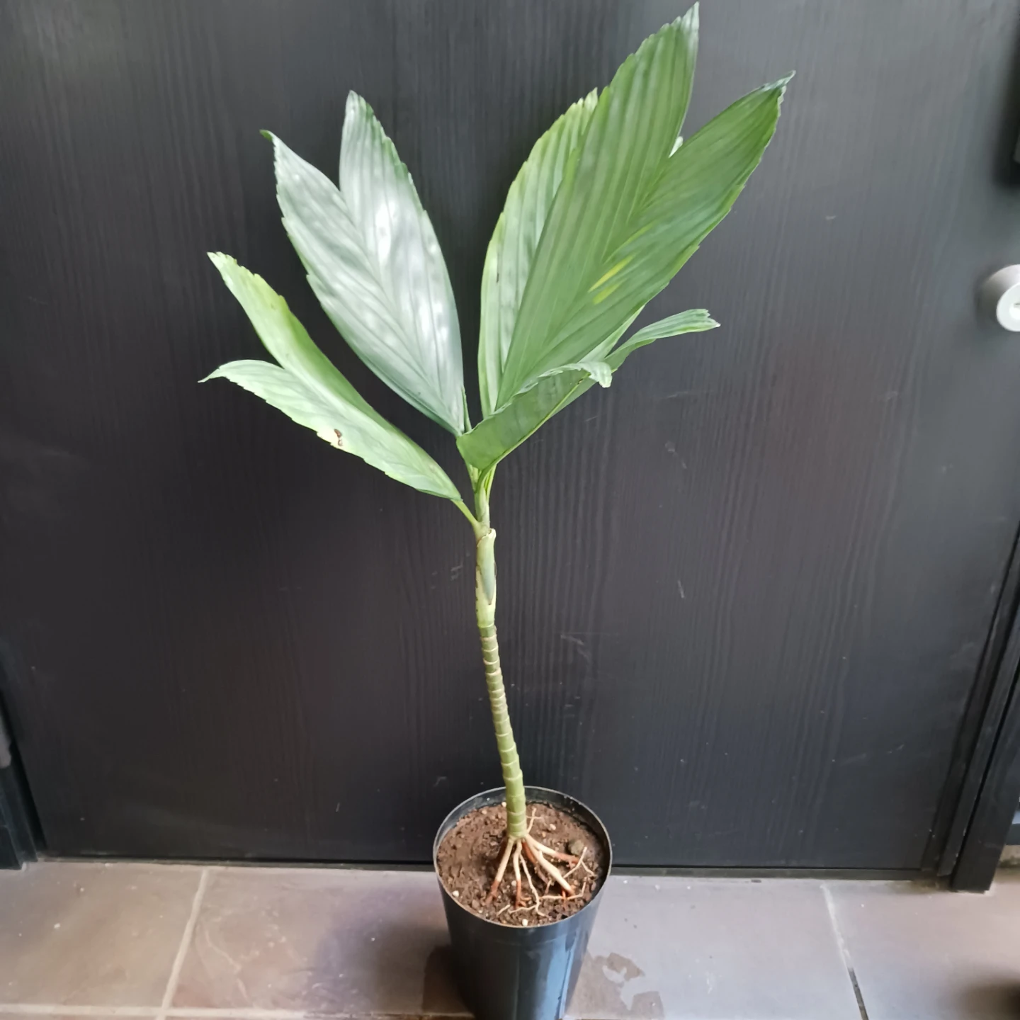 まとめ買い対象★レア★7 テネラ　5号相当　ヤシ　観葉植物