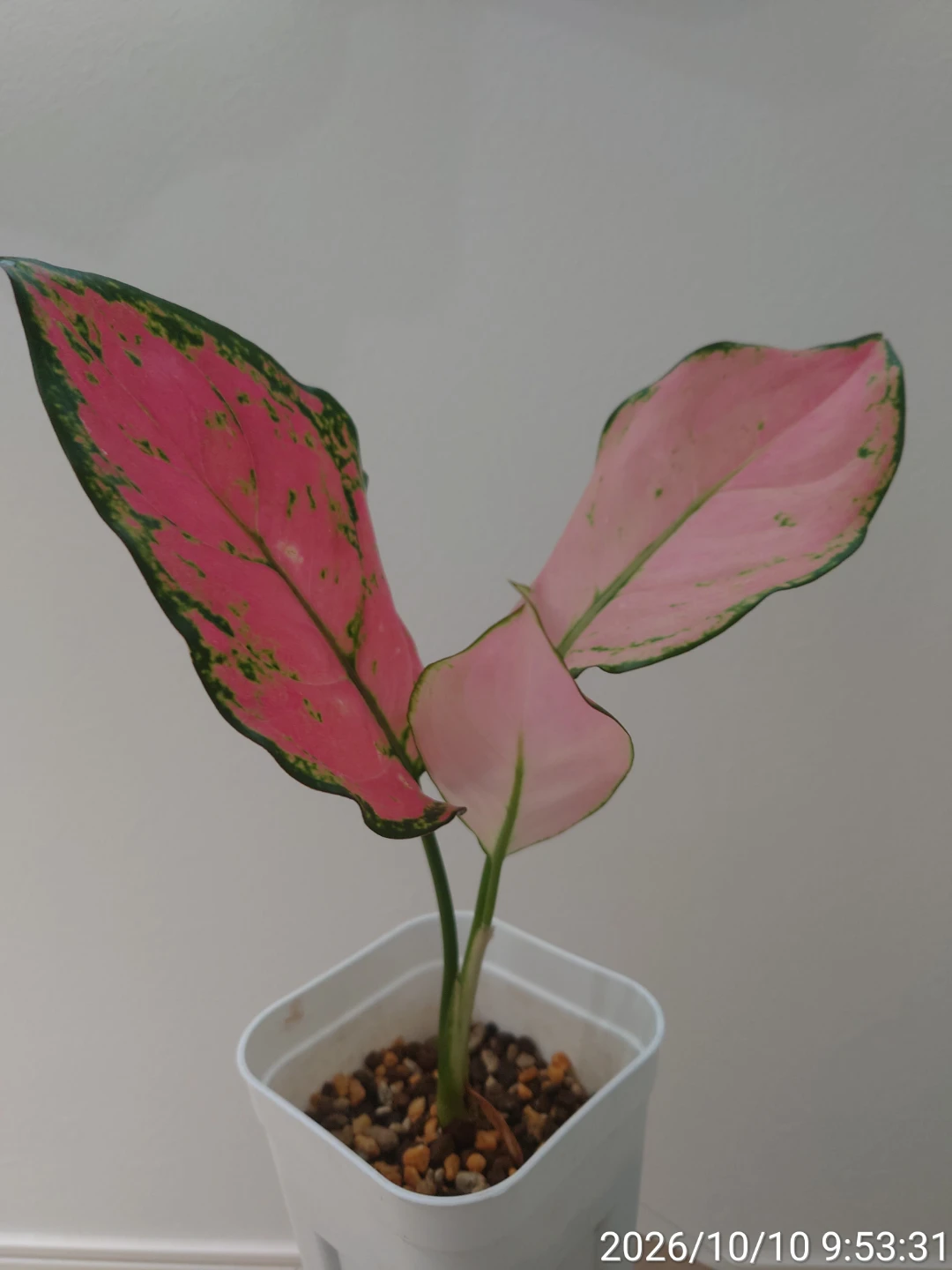 アグラオネマ ピンクバレンタイン 観葉植物 白鉢の写真2枚目