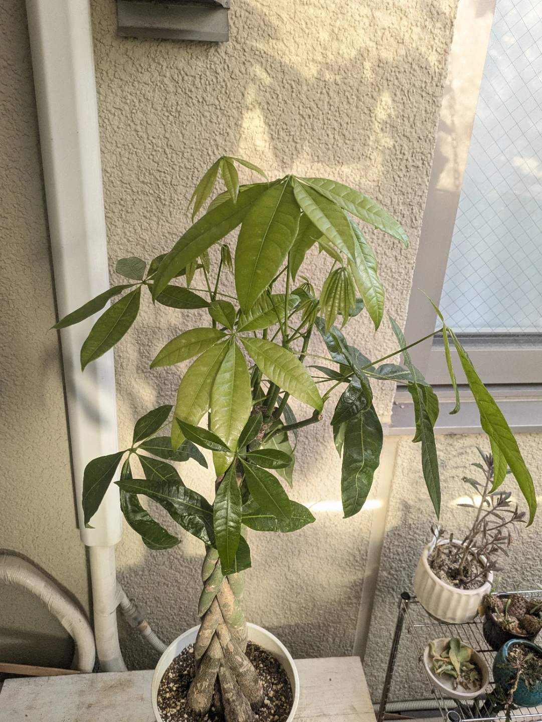 パキラ 編み込み 観葉植物 白鉢付きの写真2枚目