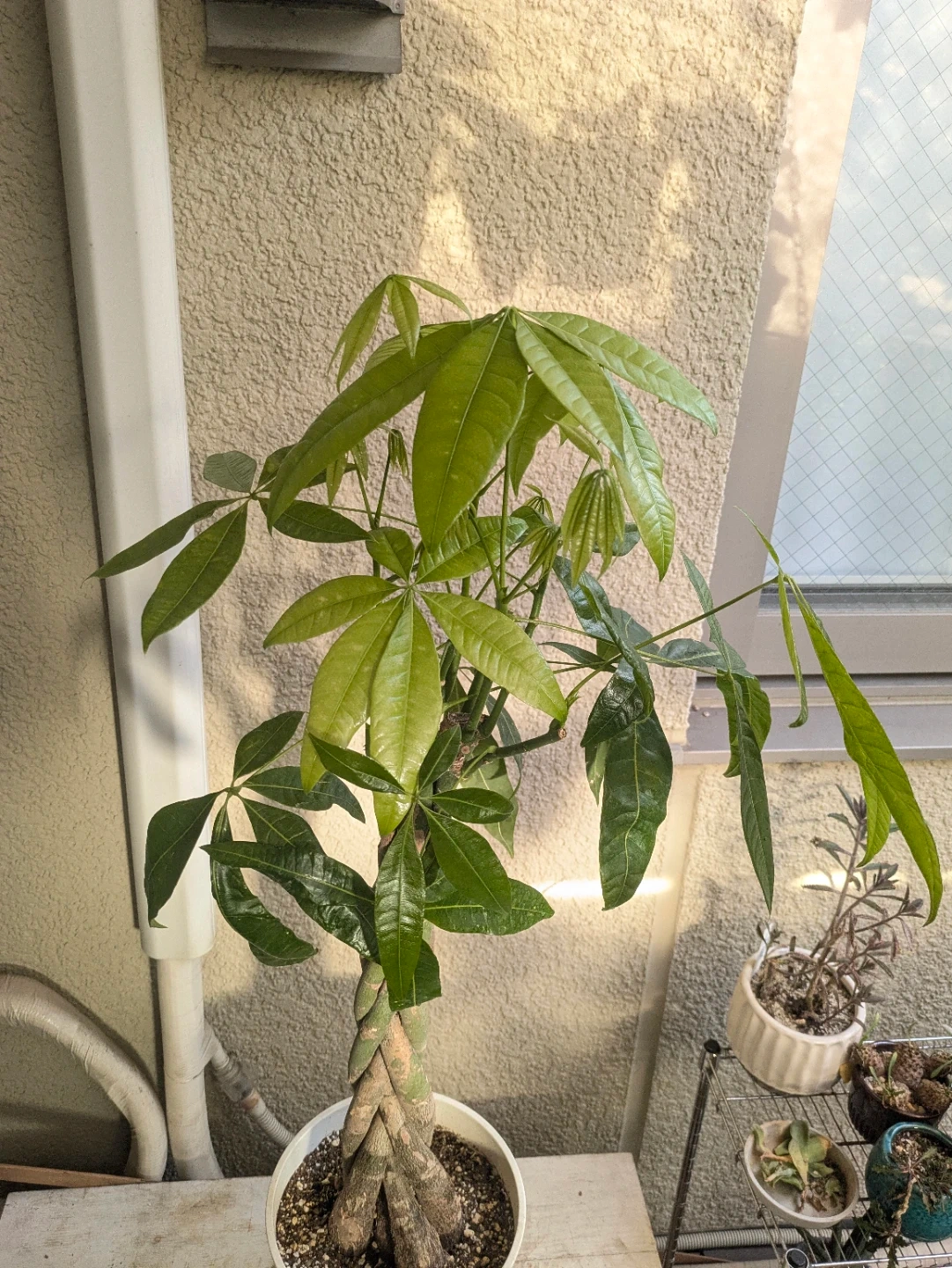 パキラ 編み込み 観葉植物 白鉢付きの写真2枚目