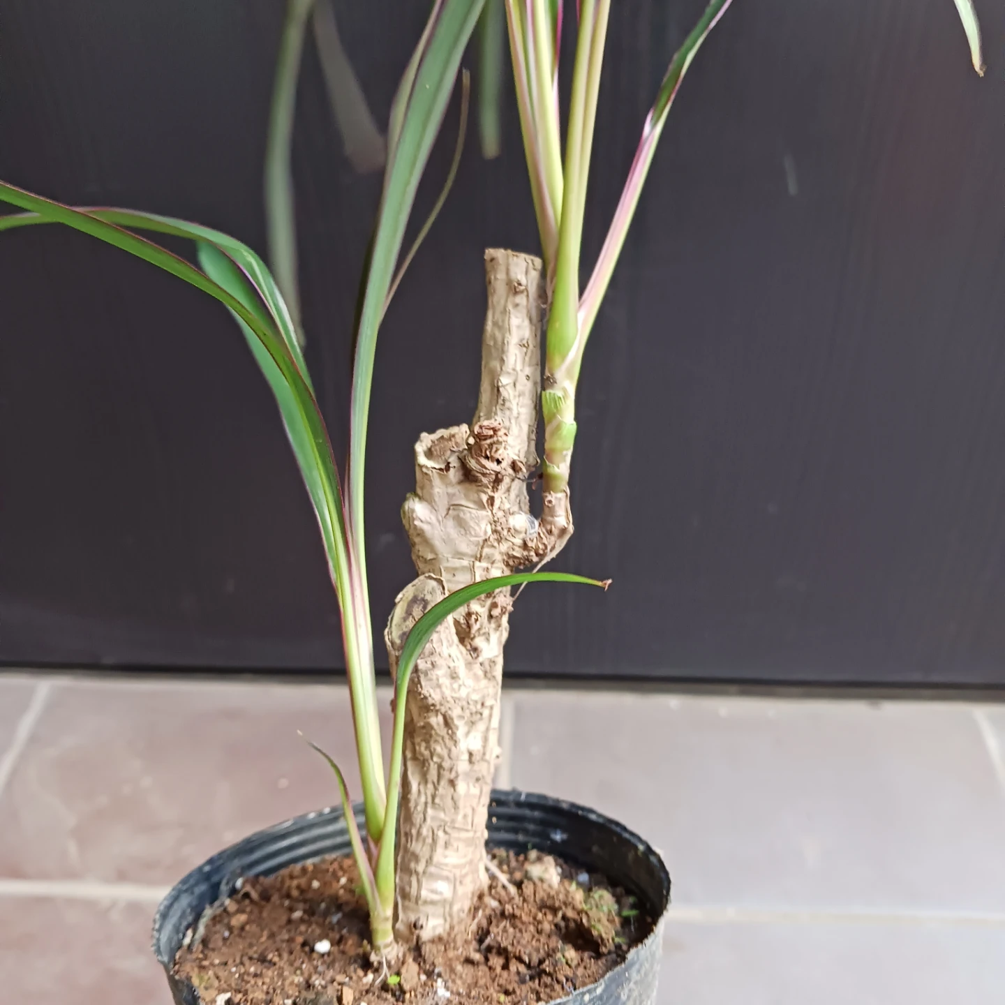 希少★1 コルジリネ　3.5号　観葉植物の写真5枚目