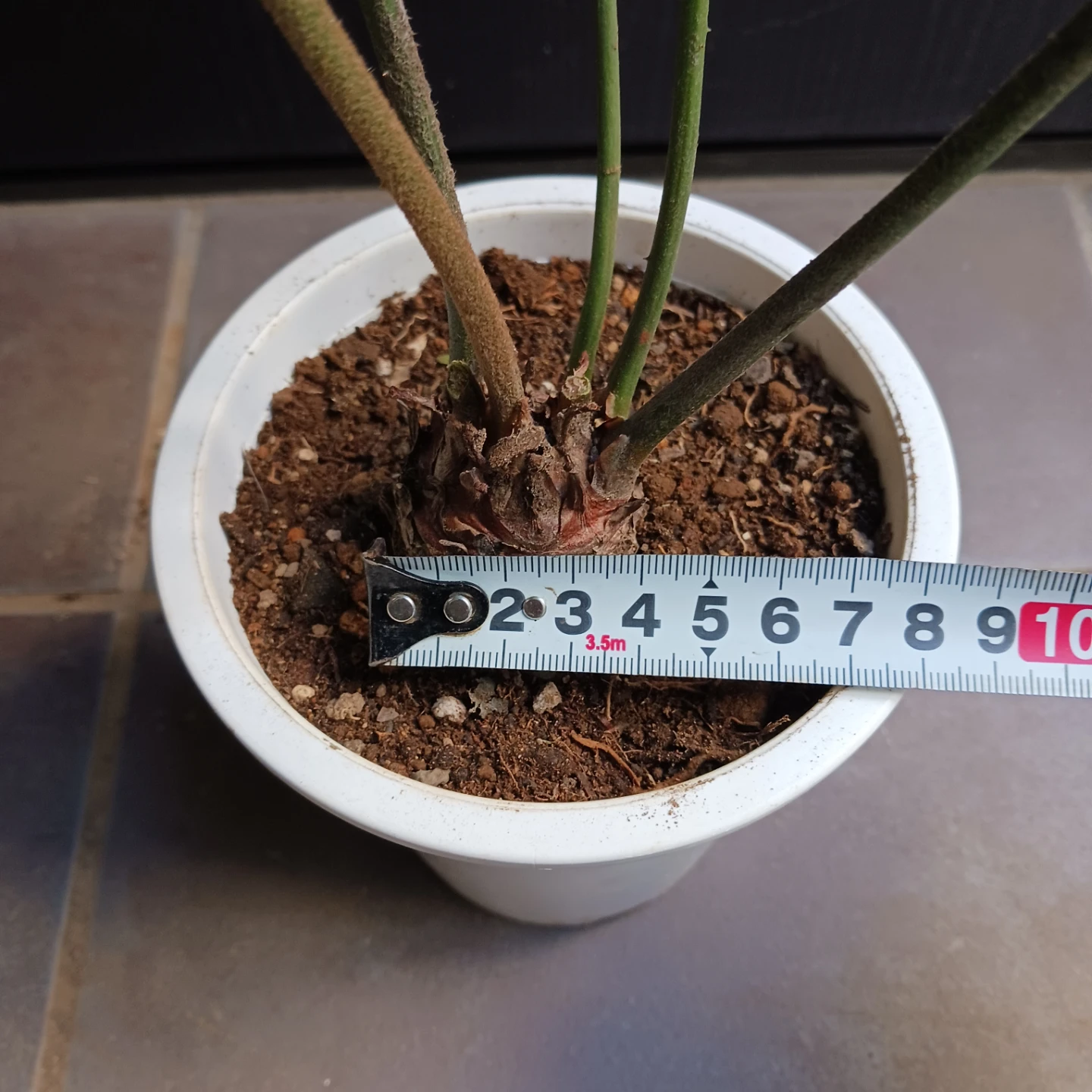 メキシコソテツ　ザミア　4号　観葉植物の写真10枚目